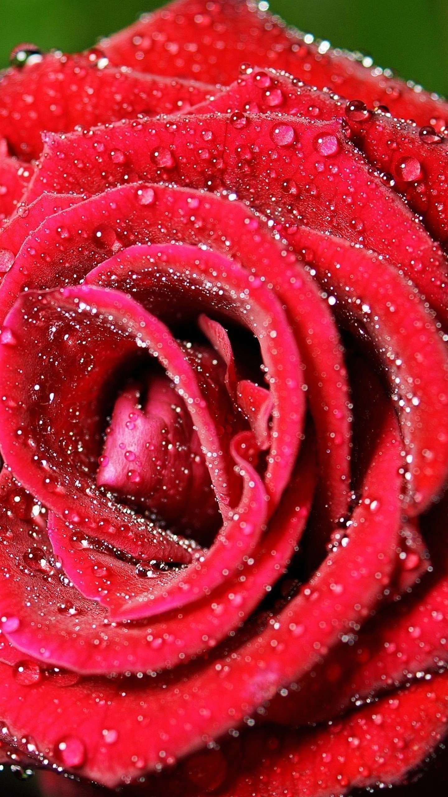 Rosa rossa, Gocce di rugiada, Primo piano, QHD+, sfondo per iPhone e Android