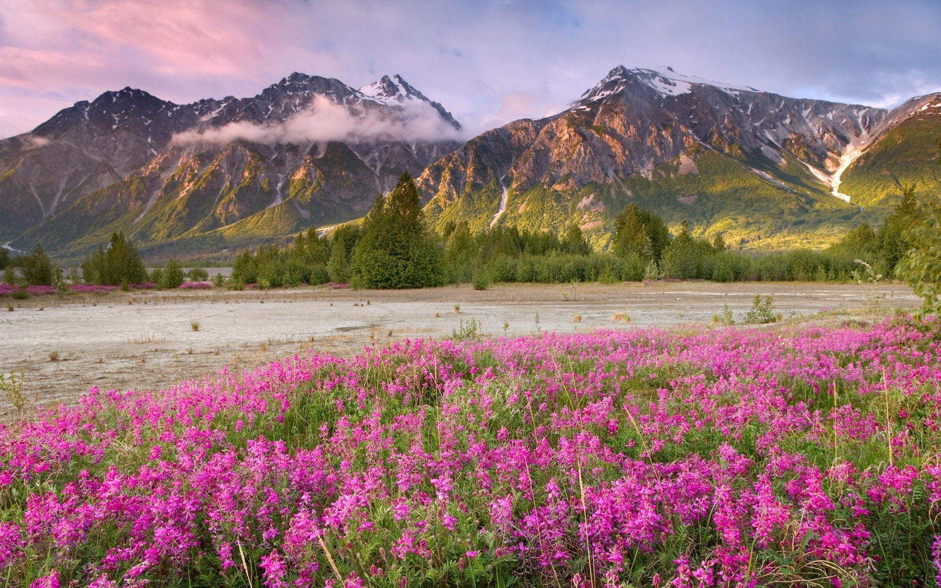 Fiori selvatici, Montagne, Prato fiorito, Rosa, 16:10 Full HD, sfondo widescreen