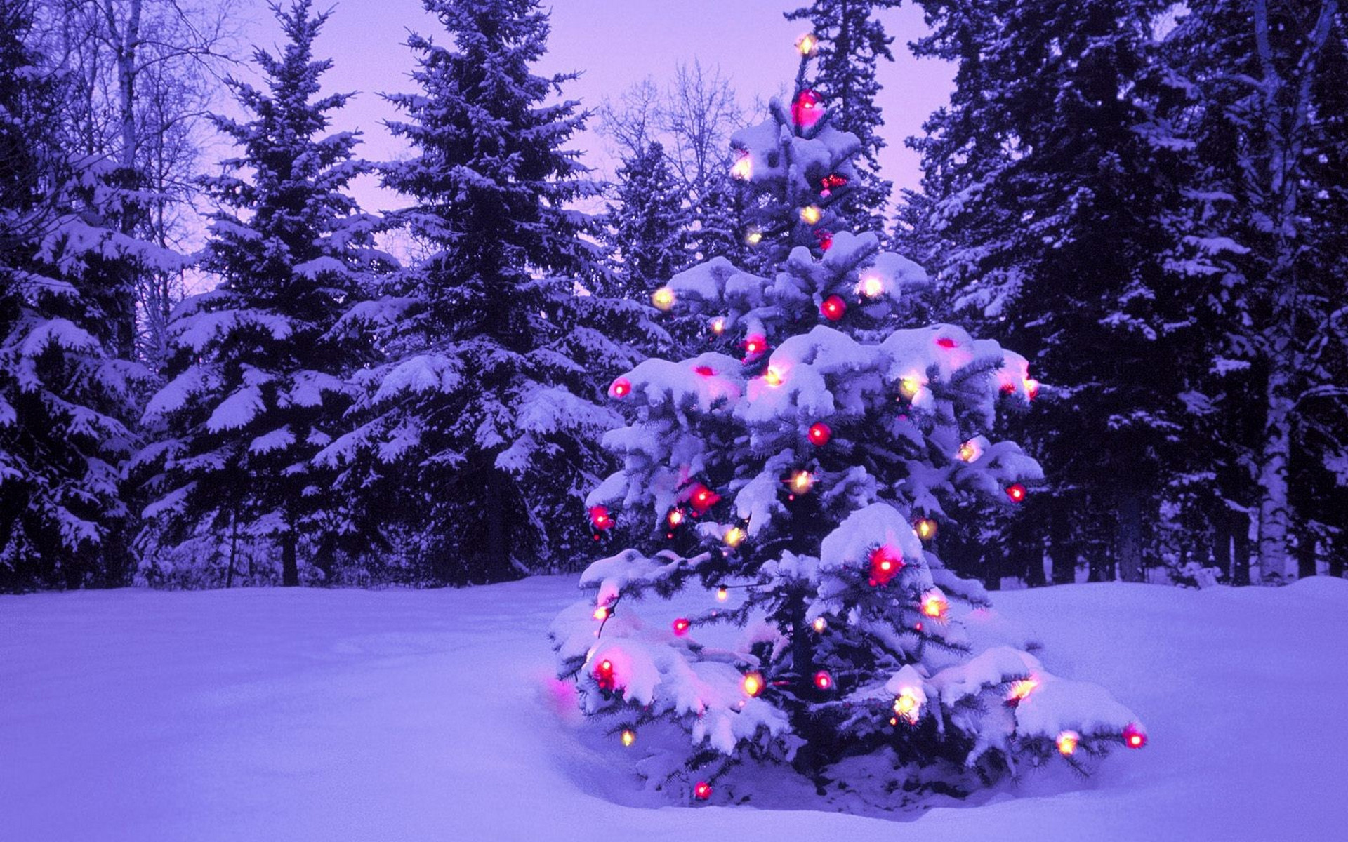 Albero di Natale, Luci, Abeti, Neve, Full HD, wallpaper per portatile