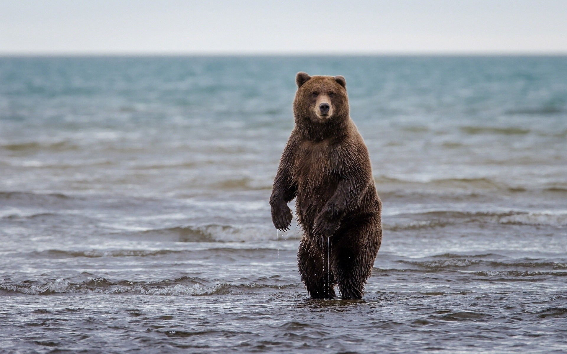 Orso bruno, Mare, In piedi, Acqua, Full HD, sfondo per PC e portatile