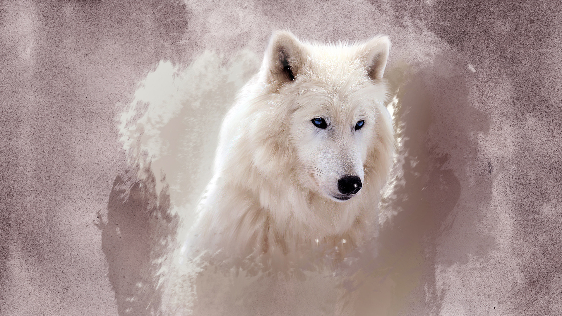 Lupo bianco, Lupo artico, Acquerello, Arte digitale, Toni chiari, sfondo Windows 11