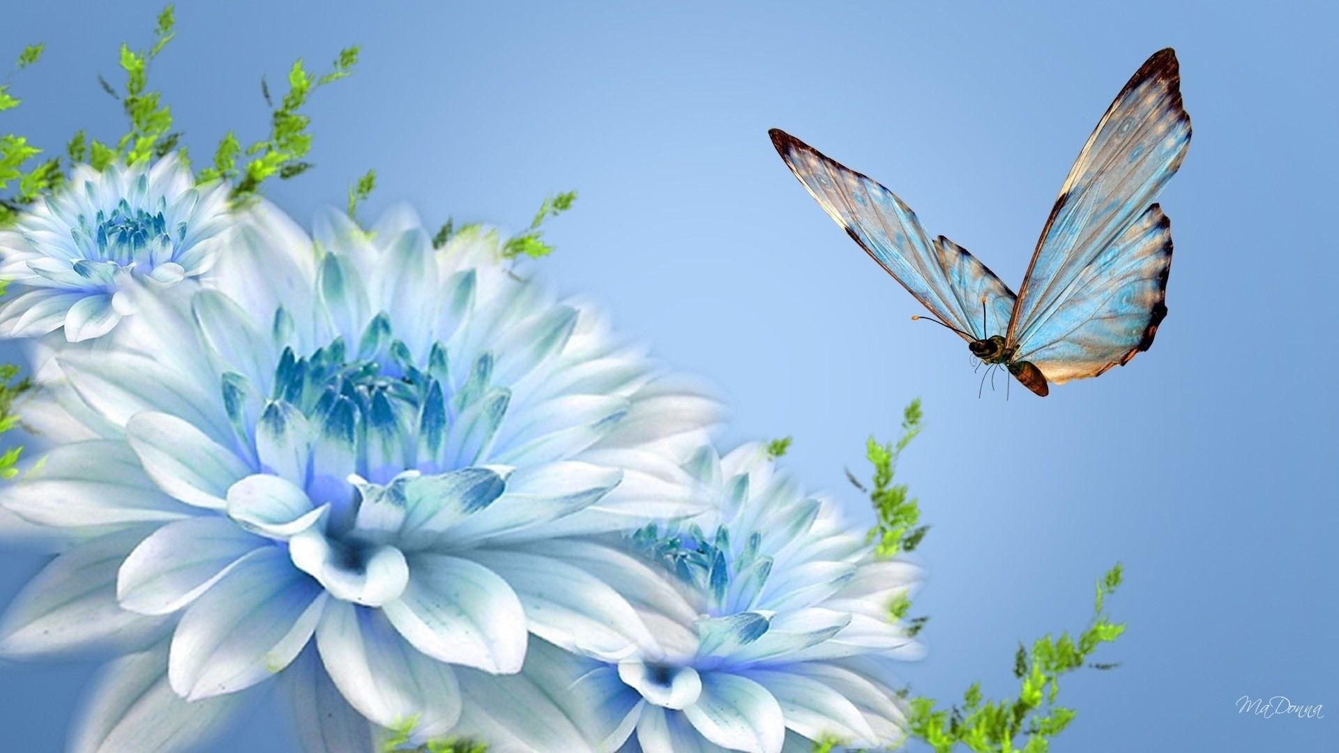 Dalie azzurre, Farfalla, Azzurro, Arte digitale, Fiori, Full HD, sfondo per PC