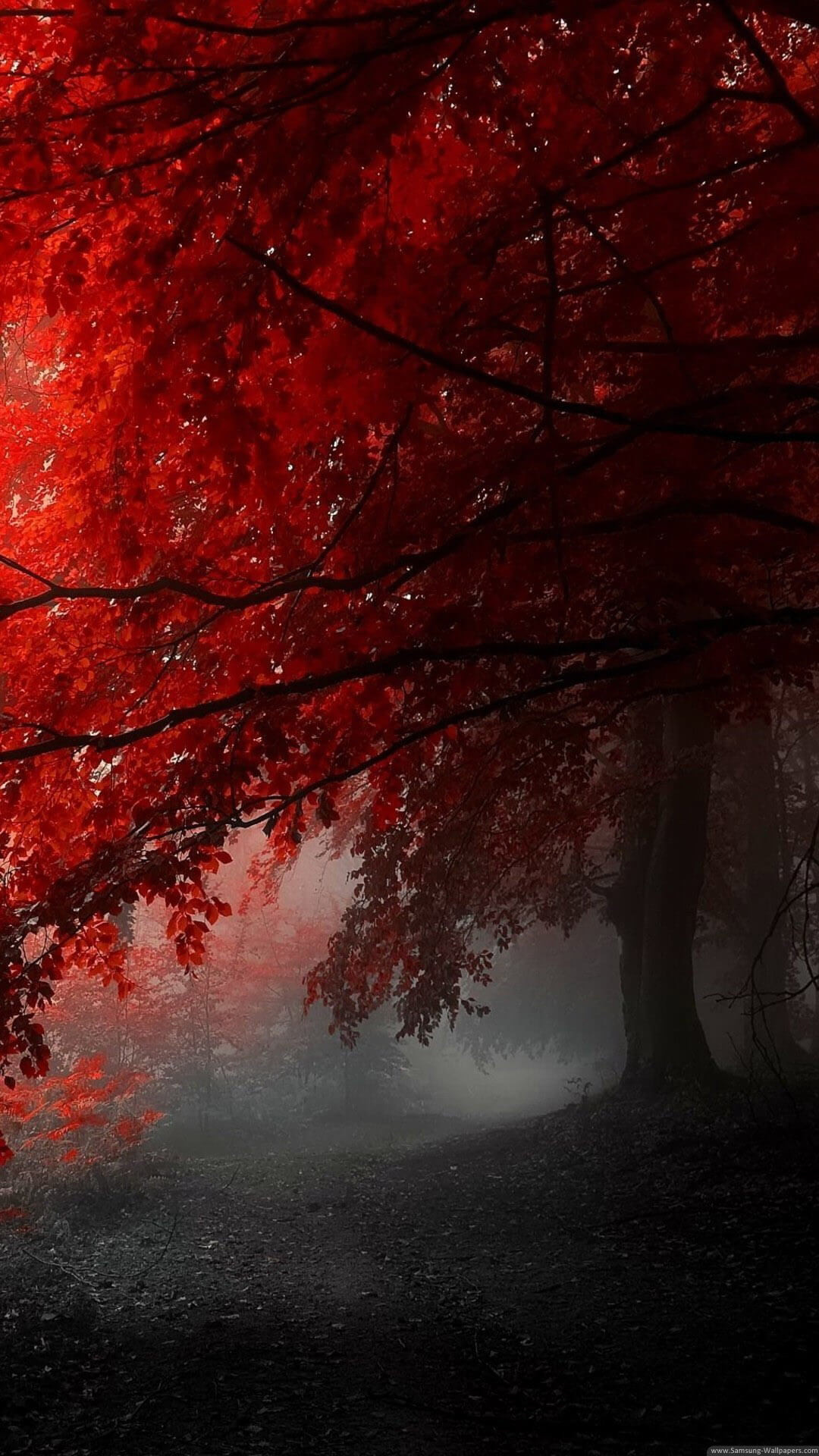Albero rosso, Foresta, Nebbia, Autunno, schermata Home iPhone 6