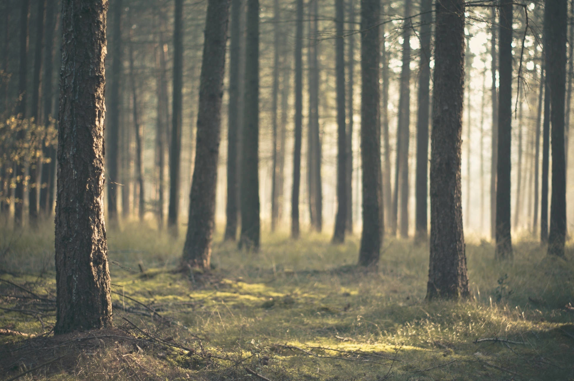 Bosco, Tronchi, Luce, Toni vintage, Full HD, sfondo desktop