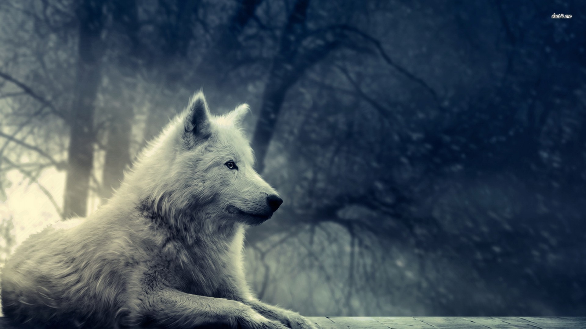 Lupo bianco, Bosco, Arte digitale, Full HD, sfondo per portatile