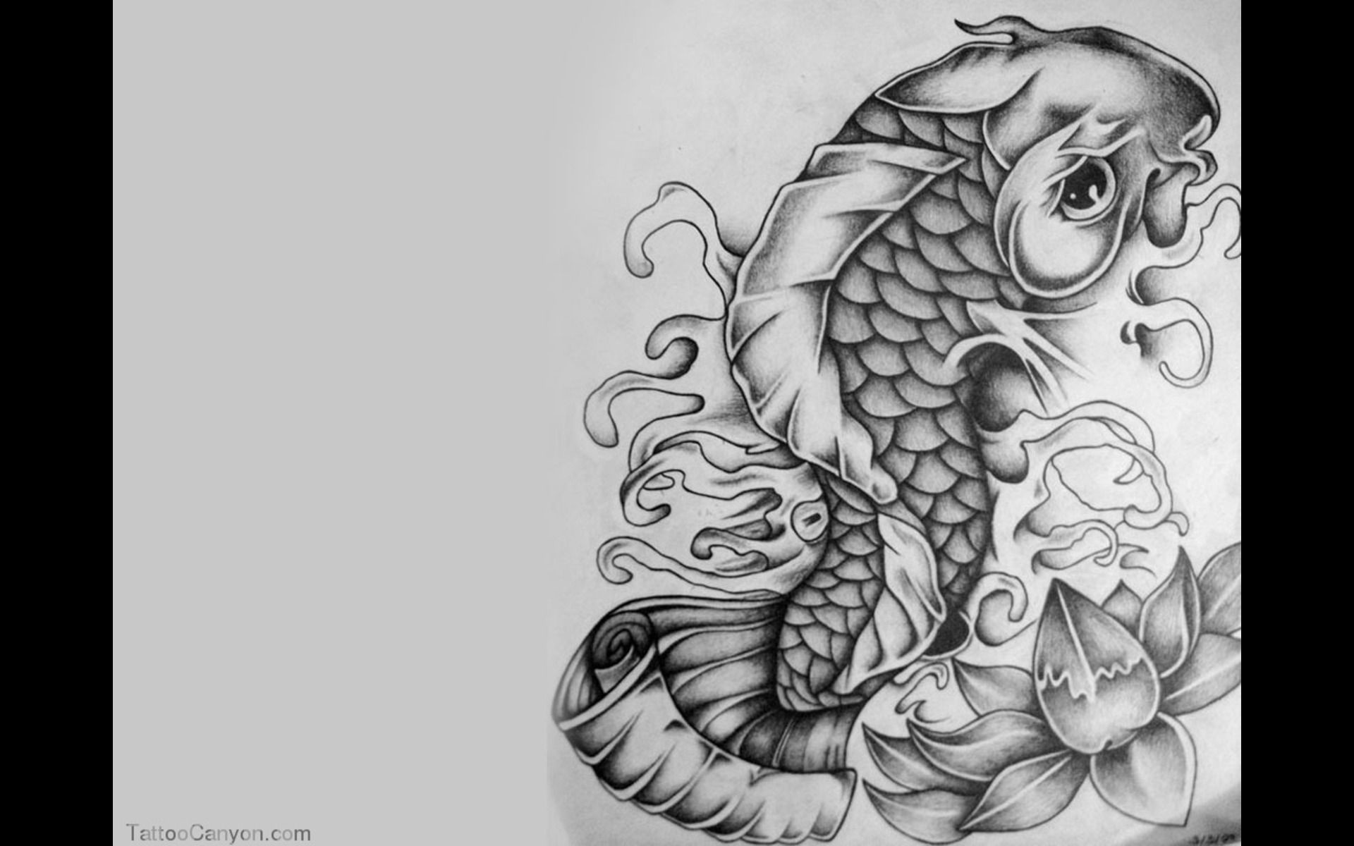 Carpa koi, Disegno a matita, Fiore di loto, Bozzetto, Full HD, wallpaper per computer