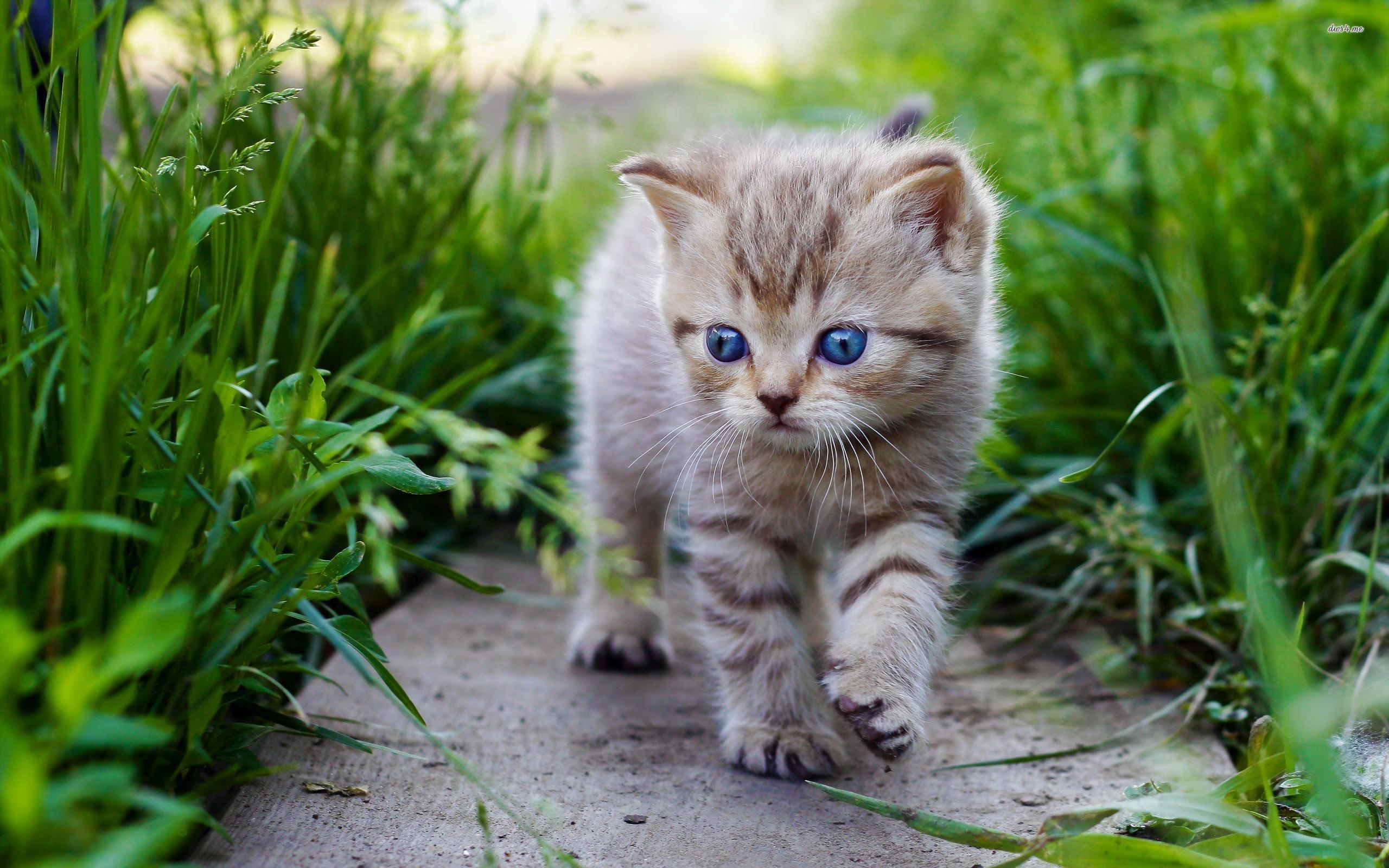 Gattino, Gatto tigrato, Erba, Sentiero, Occhi azzurri, 2K, sfondo Windows 11