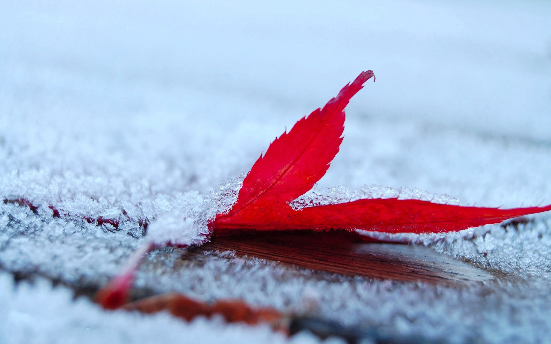 Foglia rossa, Brina, Macro, Inverno, 16:10 Full HD, wallpaper widescreen