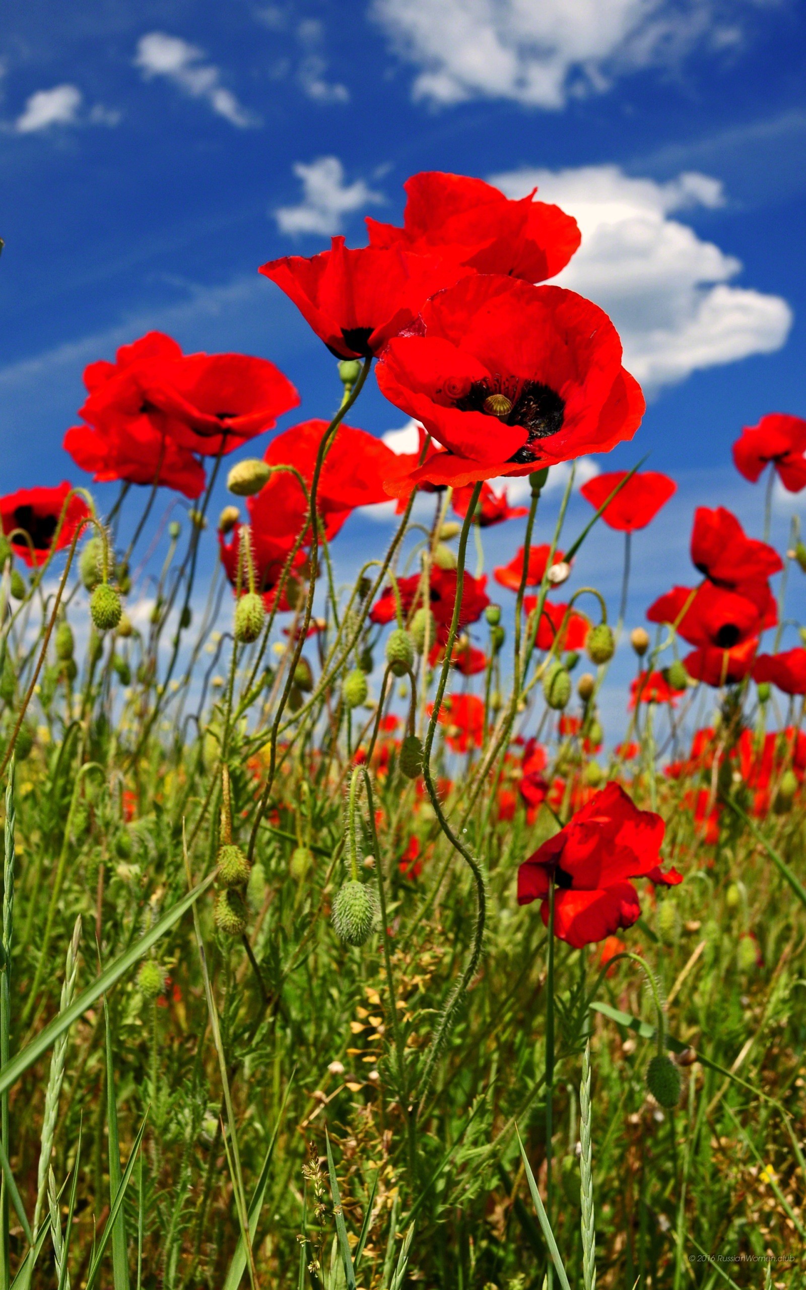 Papaveri, Campo, Cielo blu, Rosso, QHD+, sfondo per iPhone e Android