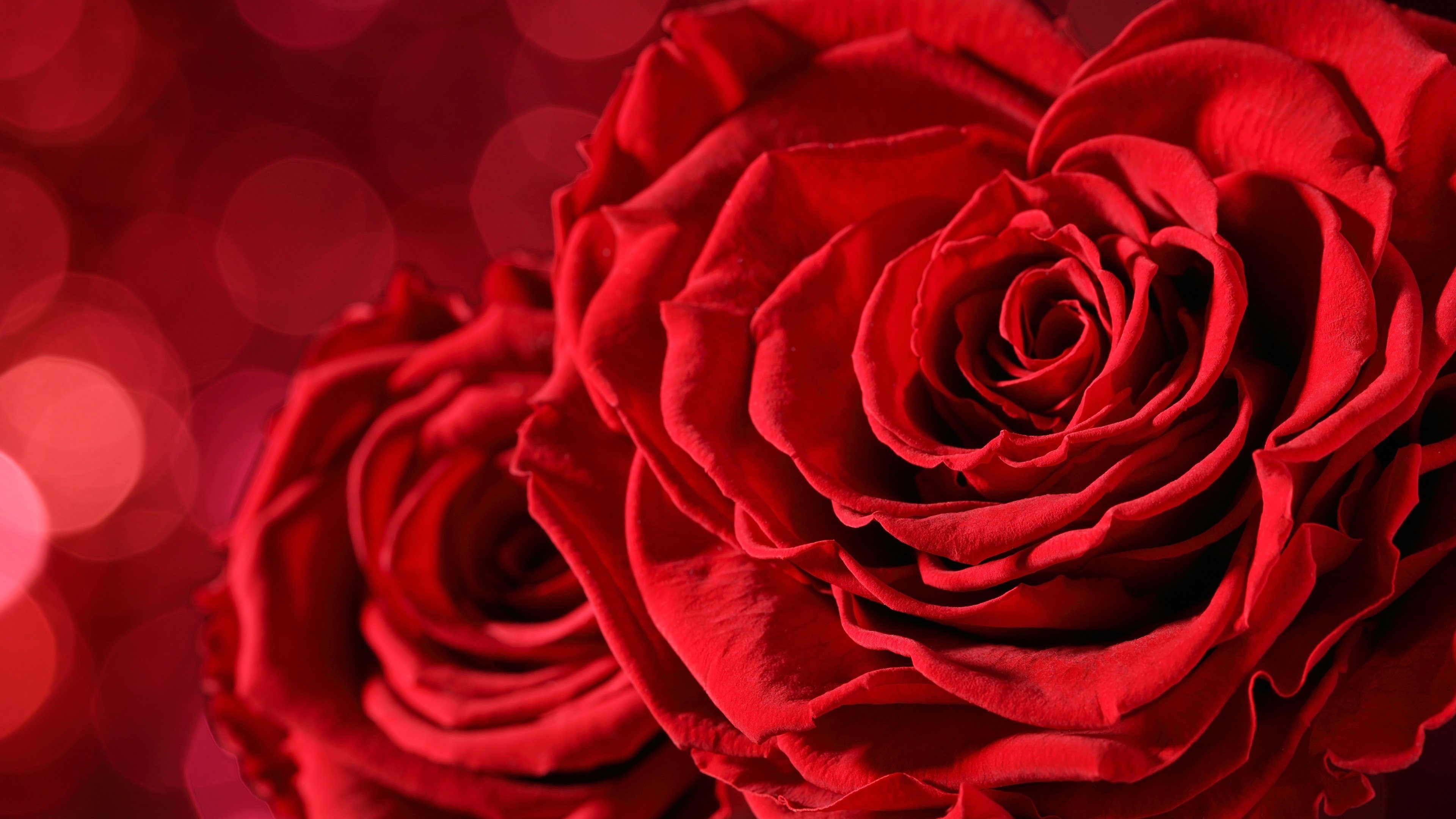Rose rosse, Rosa, Bokeh, Primo piano, 4K, sfondo desktop