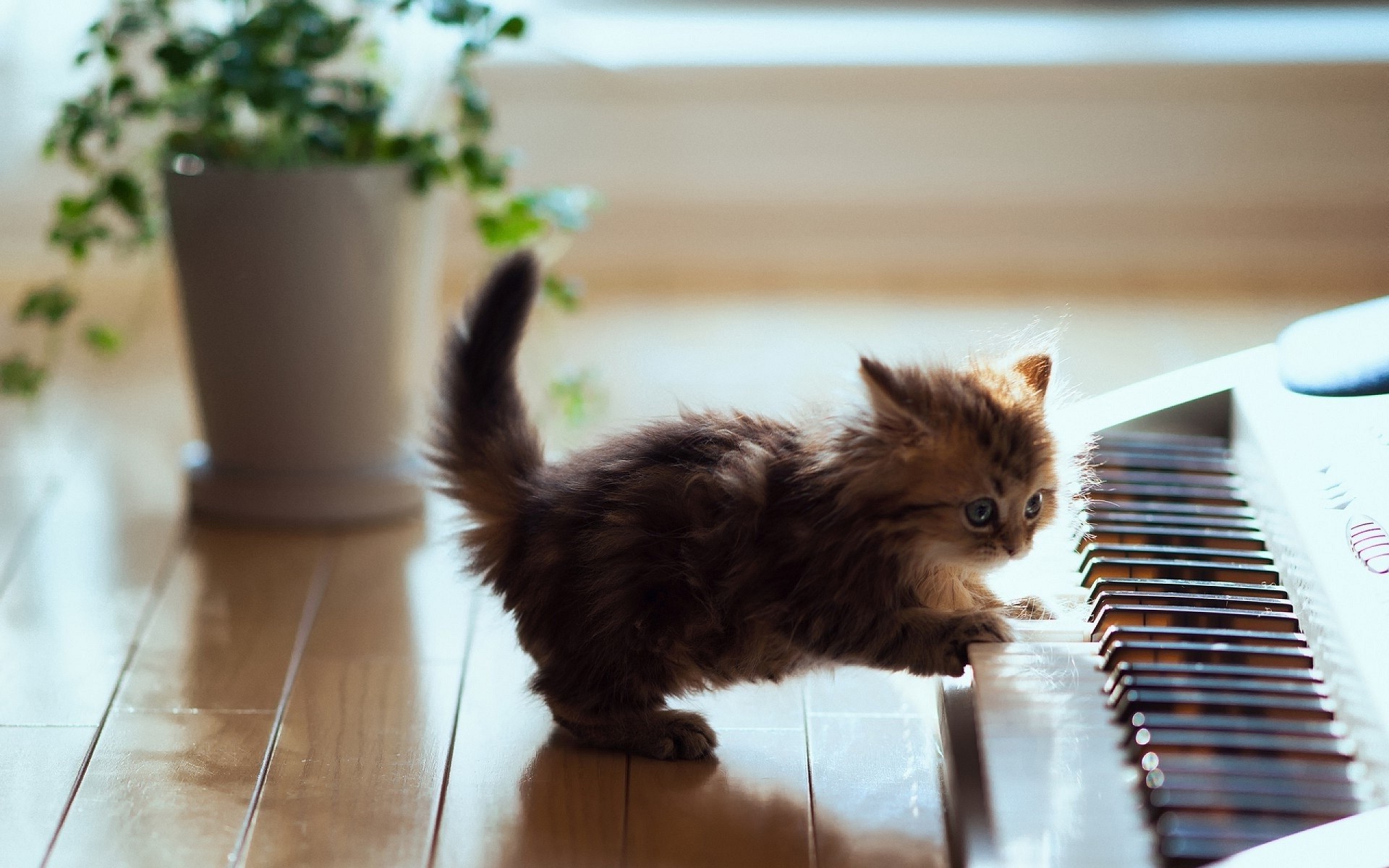 Gattino, Pianoforte, Tasti, Pianta, 1920x1200, sfondo per PC