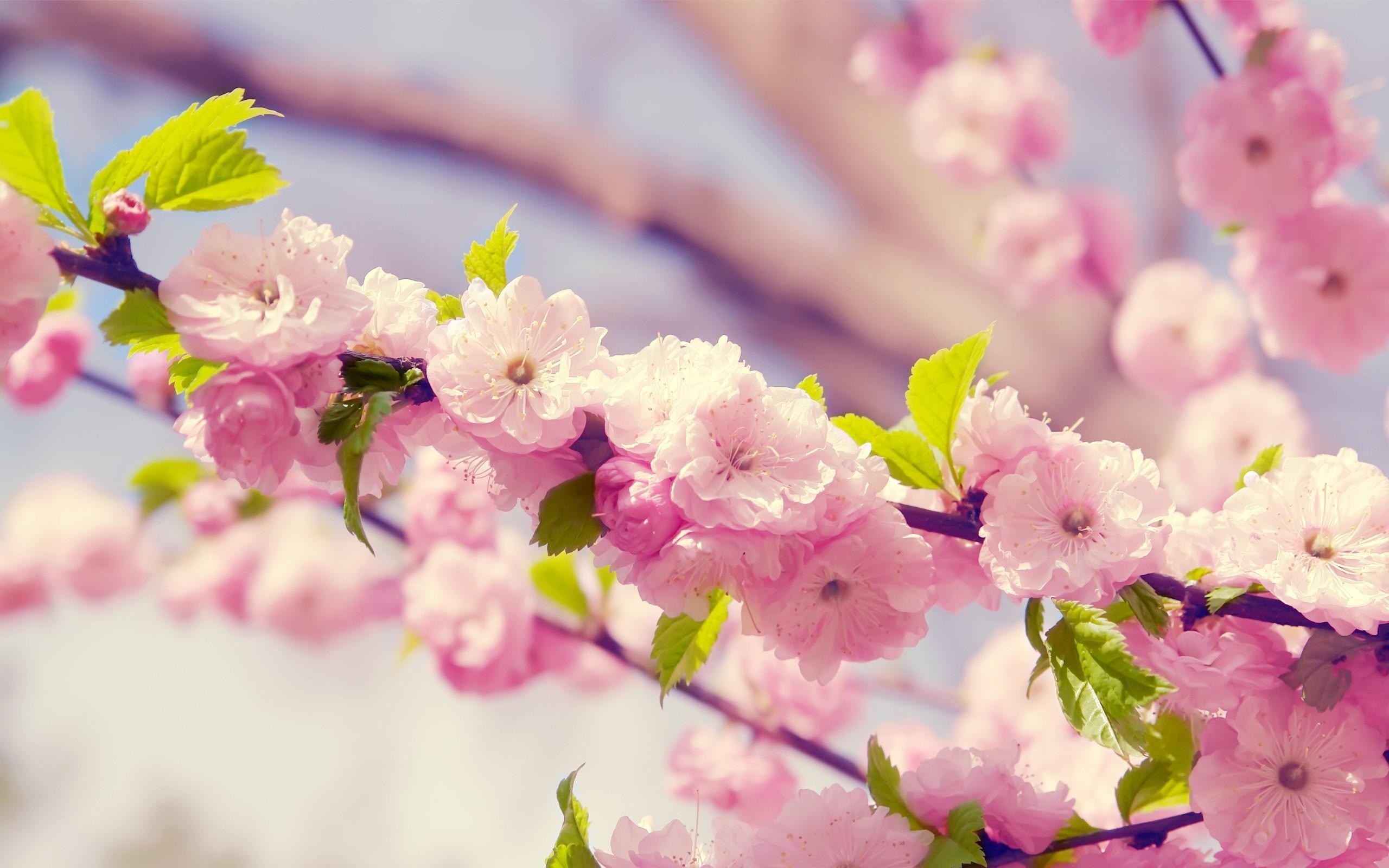 Fiori di ciliegio, Primavera, Rosa, 2K, sfondo Windows 11