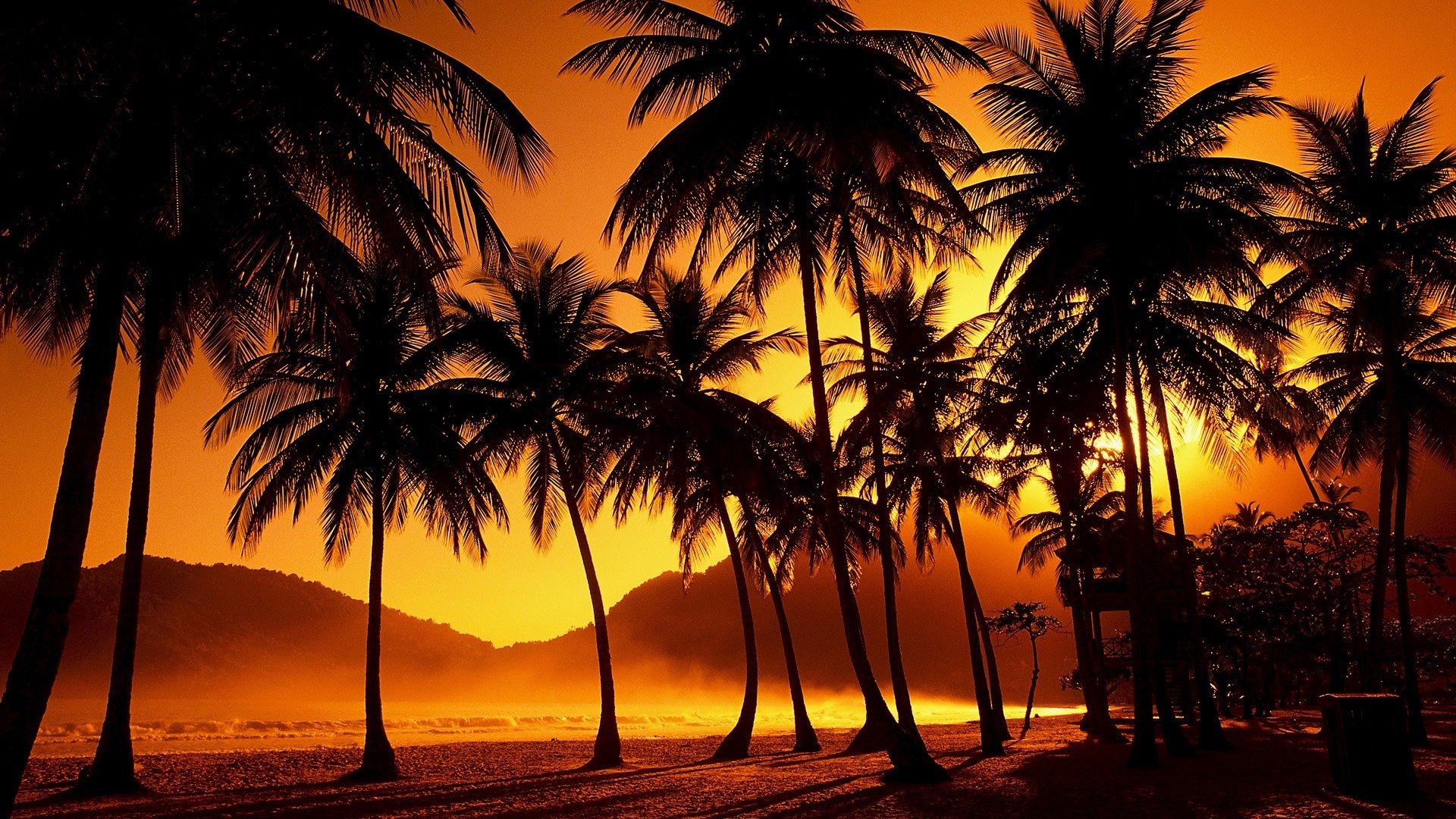 Palme, Silhouette, Tropici, Cielo arancione, Full HD, sfondo Windows 11