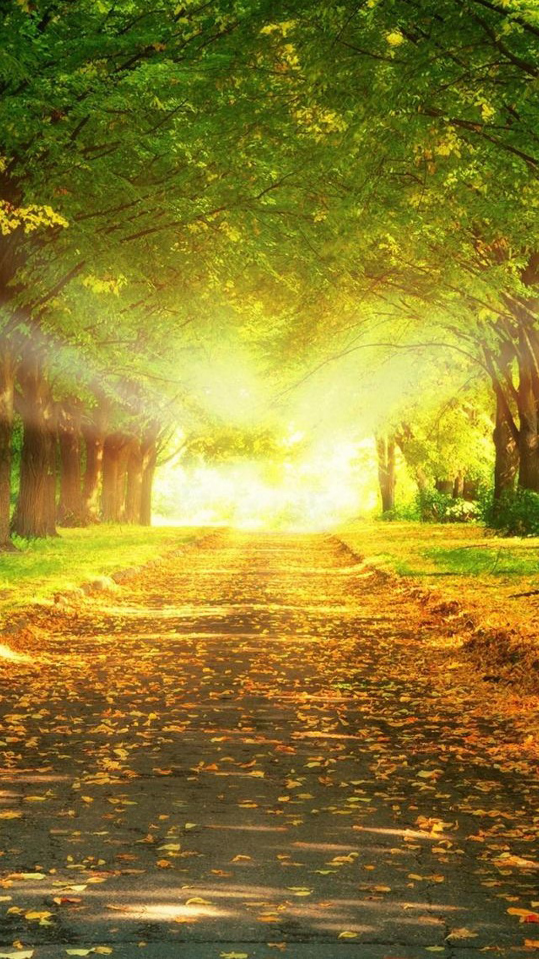 Sentiero nel bosco, Luce del sole, Alberi, sfondo per iPhone e Android