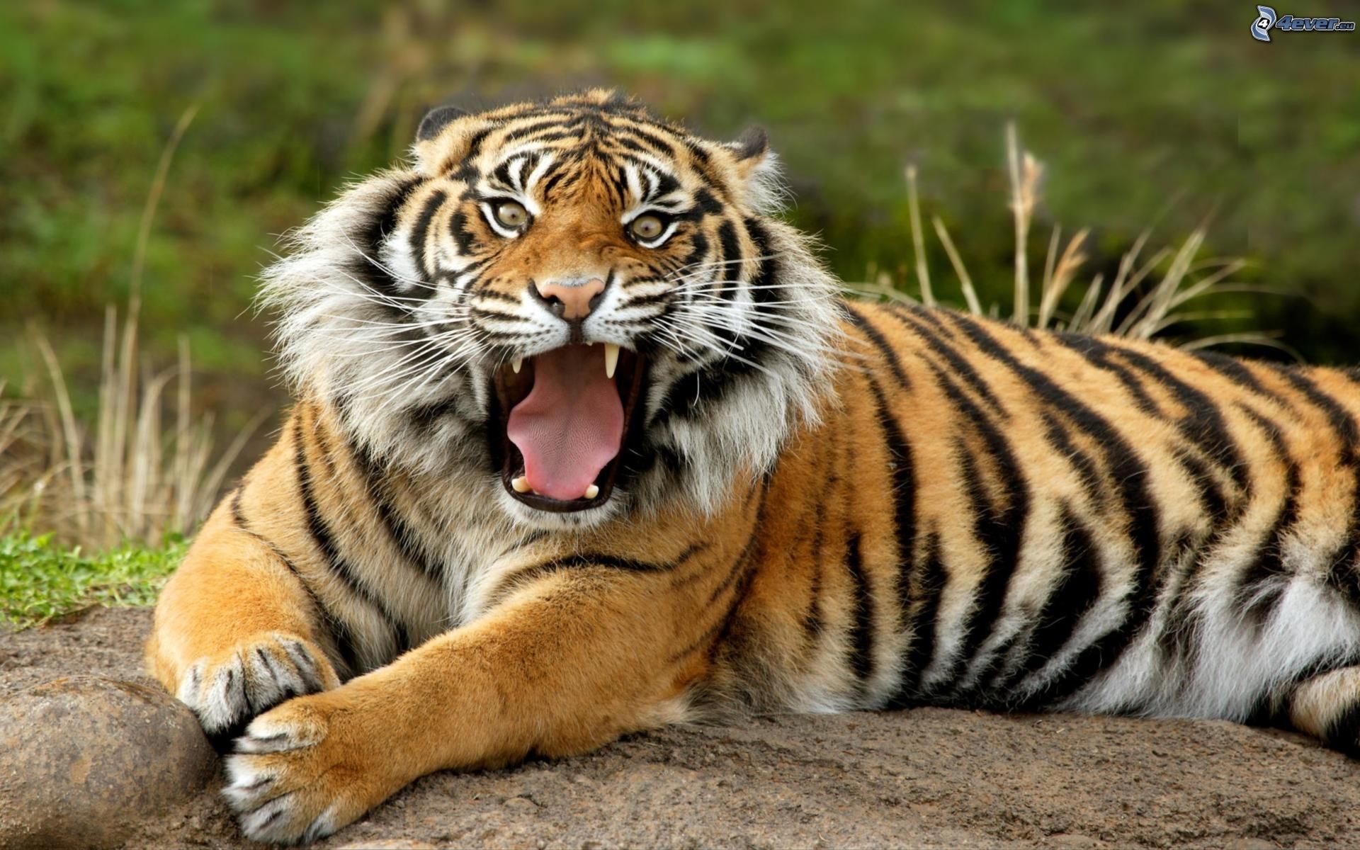 Tigre, Sbadiglio, Prato, 16:10 Full HD, wallpaper widescreen