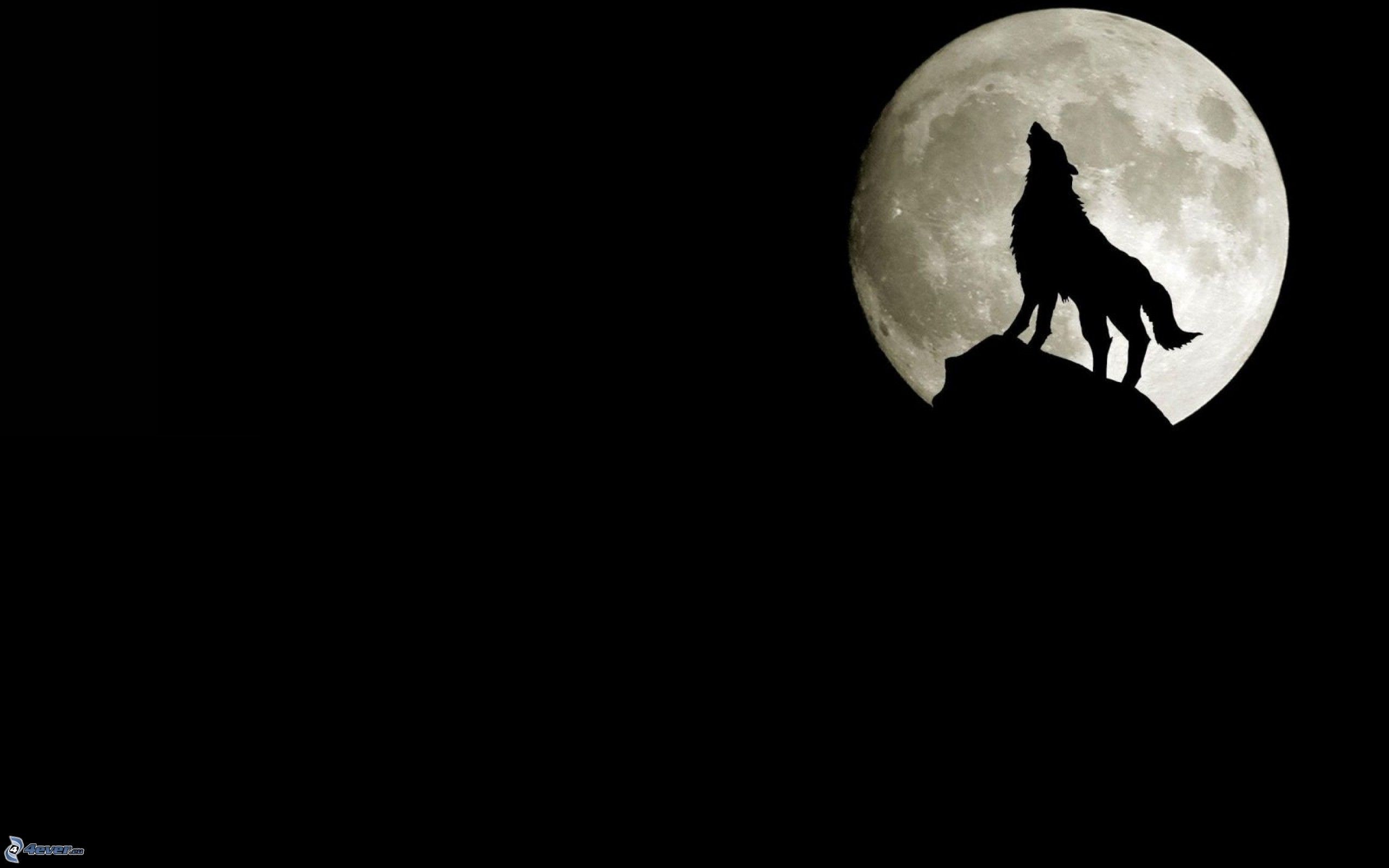 Lupo ululante, Luna piena, Silhouette, Sfondo nero, 2K, wallpaper desktop