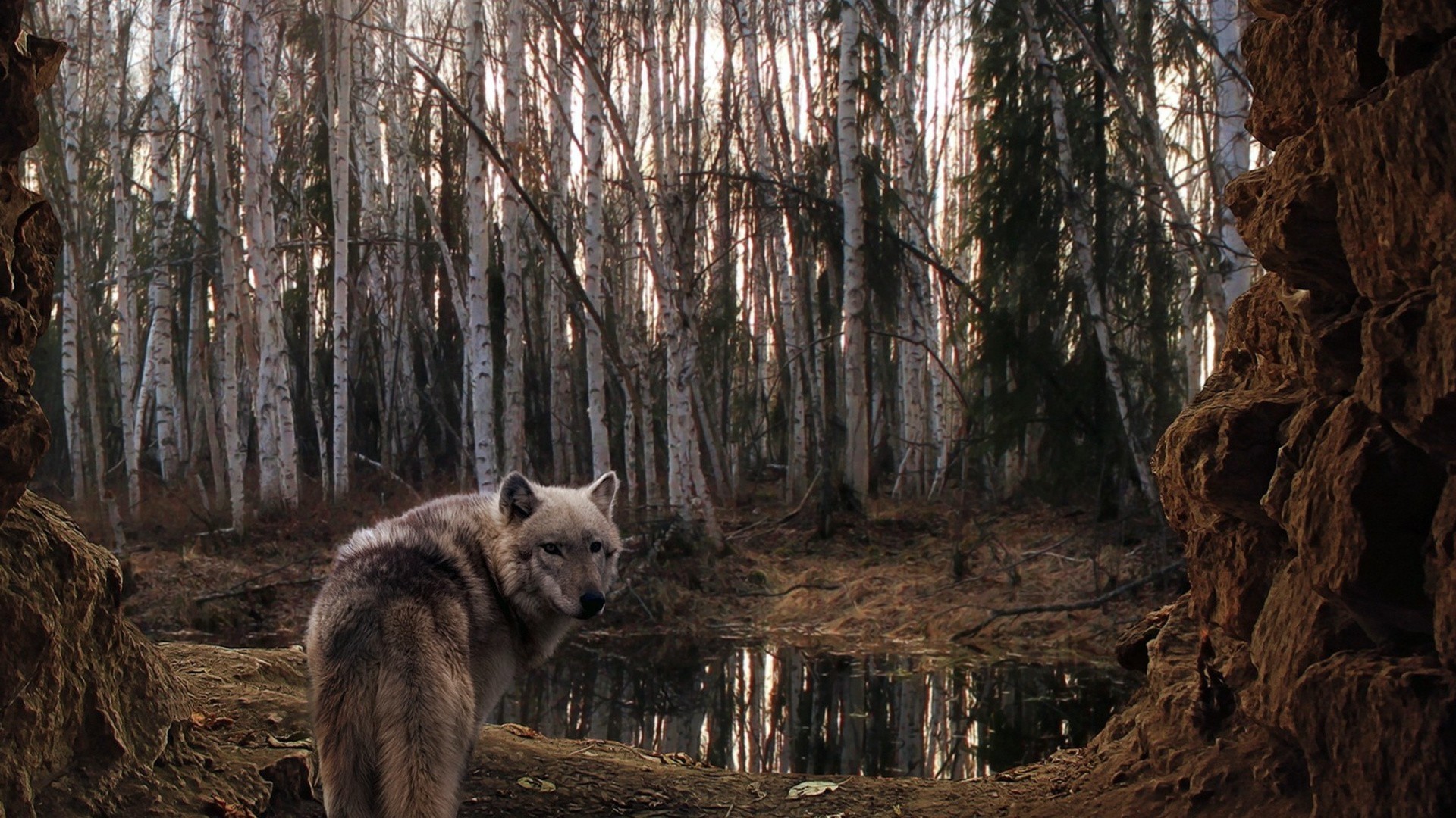 Lupo, Foresta di betulle, Stagno, Full HD, sfondo desktop