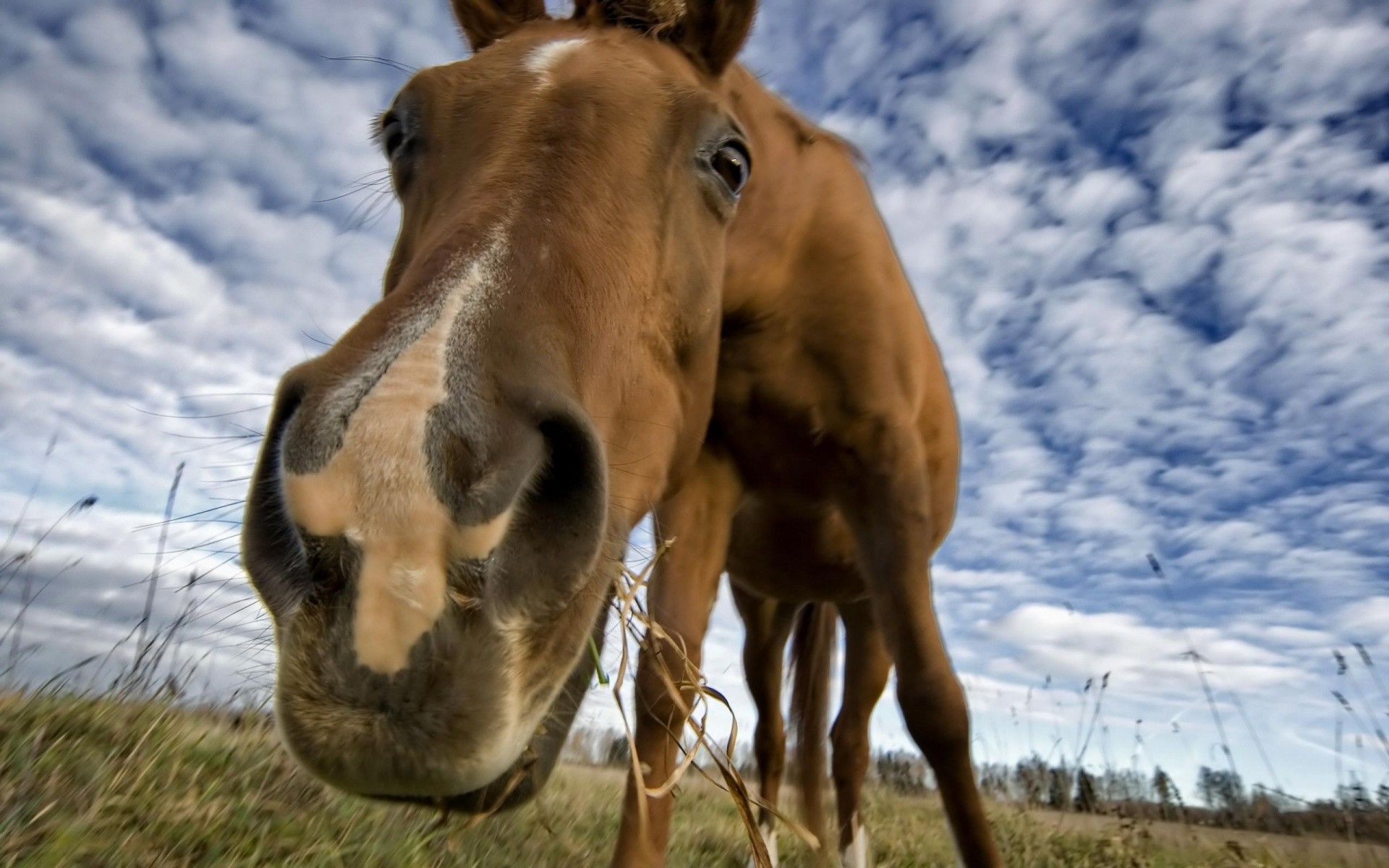 Cavallo, Muso, Grandangolo, Cielo nuvoloso, Divertente, Full HD, wallpaper desktop