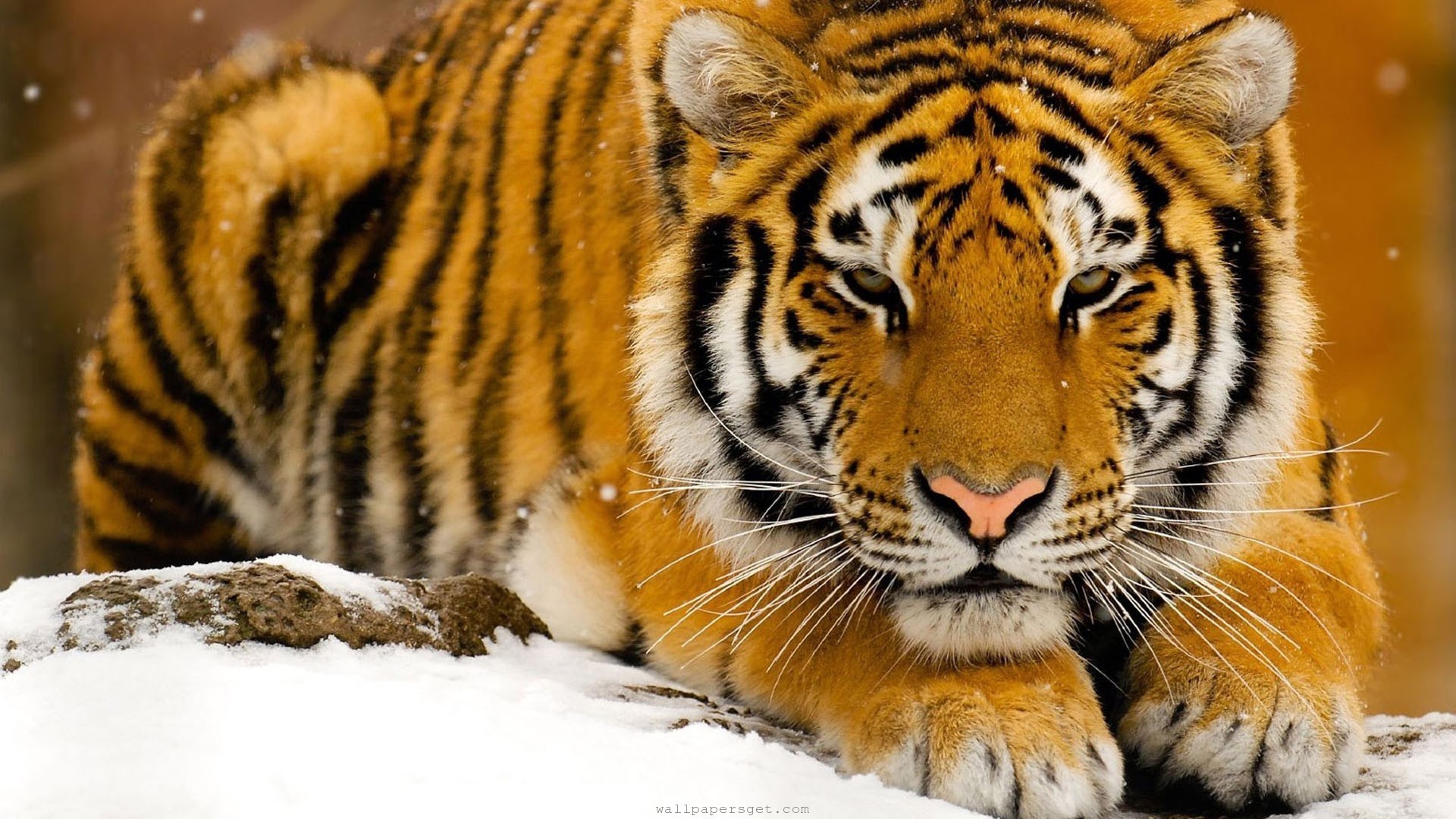 Tigre siberiana, Neve, Sguardo, Felino, Full HD, wallpaper per computer