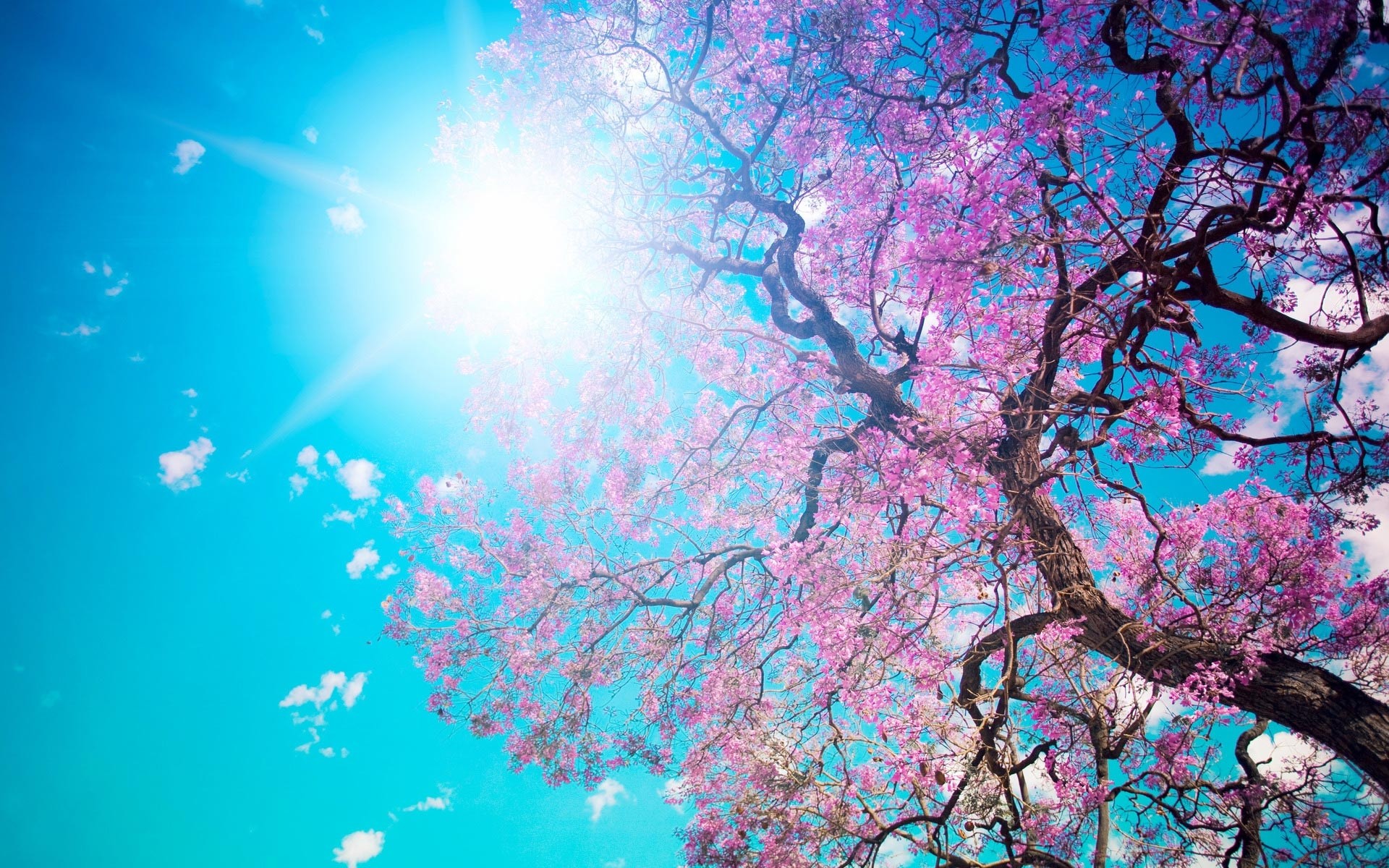 Albero in fiore, Fiori rosa, Cielo azzurro, Sole, Primavera, Full HD, sfondo per desktop