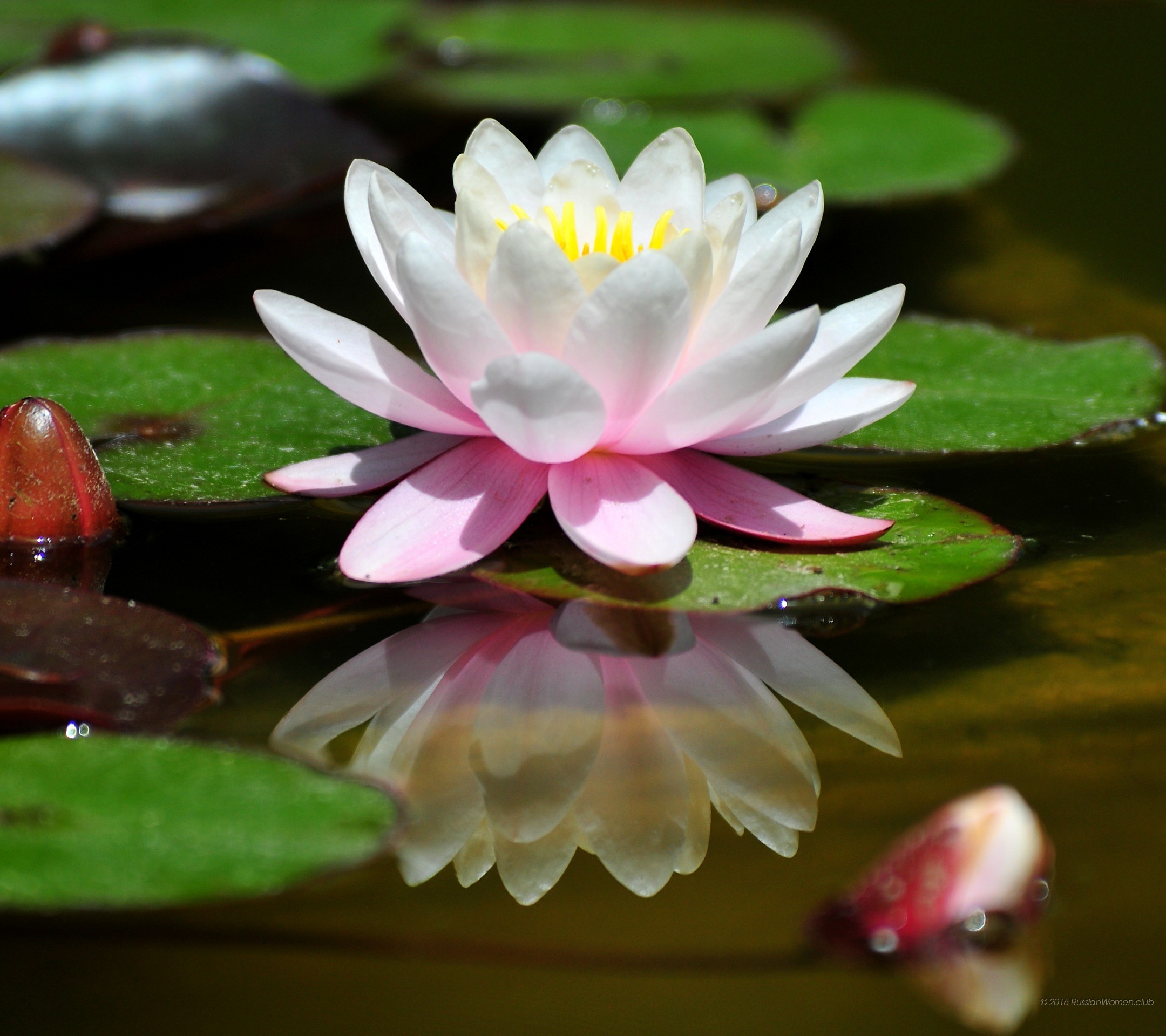 Ninfea, Fiore di loto, Stagno, Riflesso, sfondo Huawei verticale