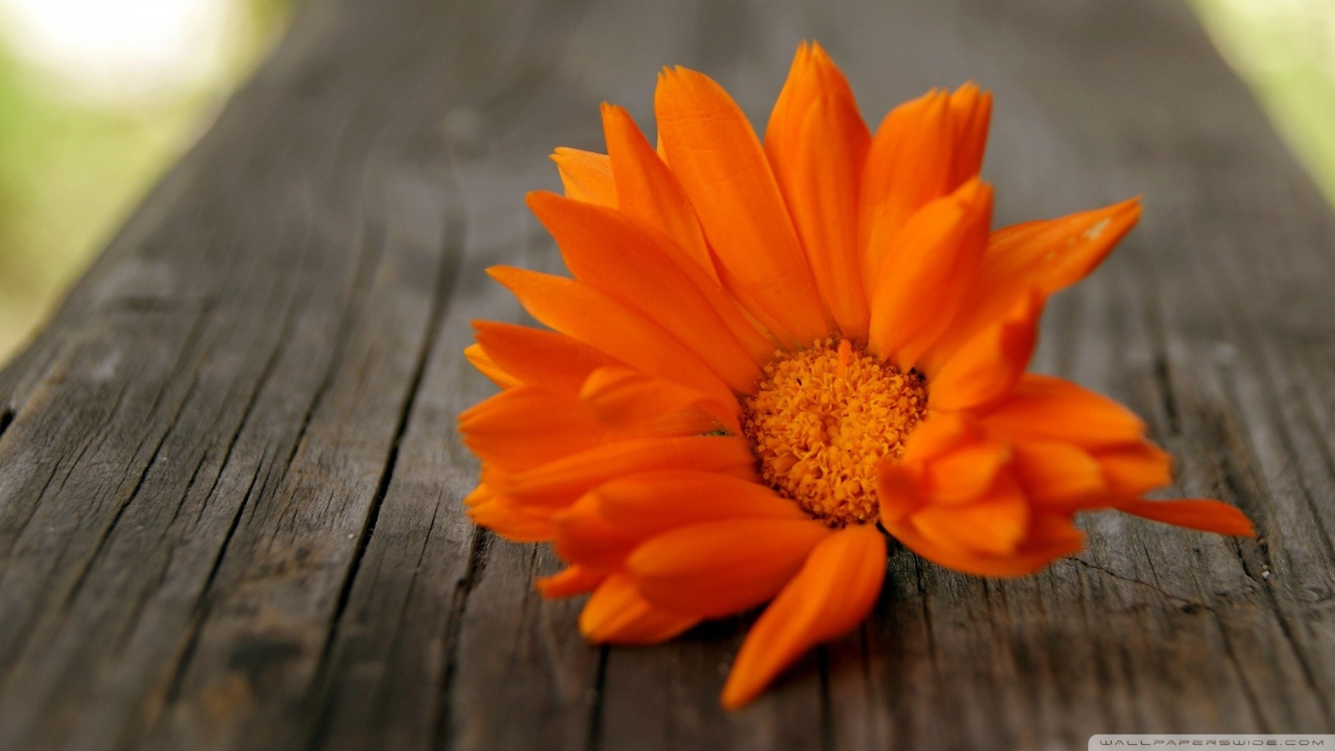 Gerbera, Fiore arancione, Legno, 1920x1080, sfondo per PC