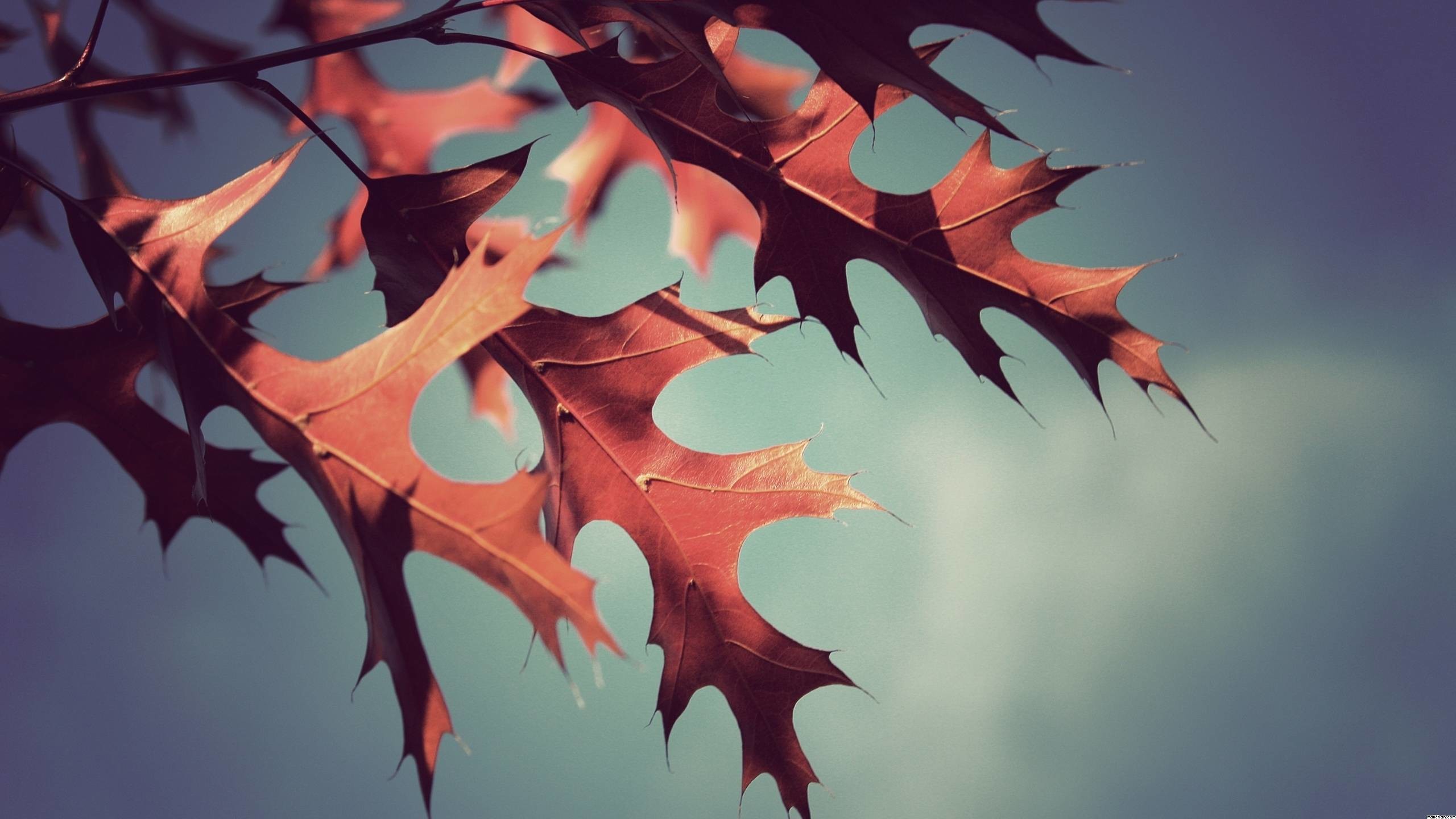 Foglie di quercia, Autunno, Macro, Toni vintage, 16:9 2K, sfondo widescreen