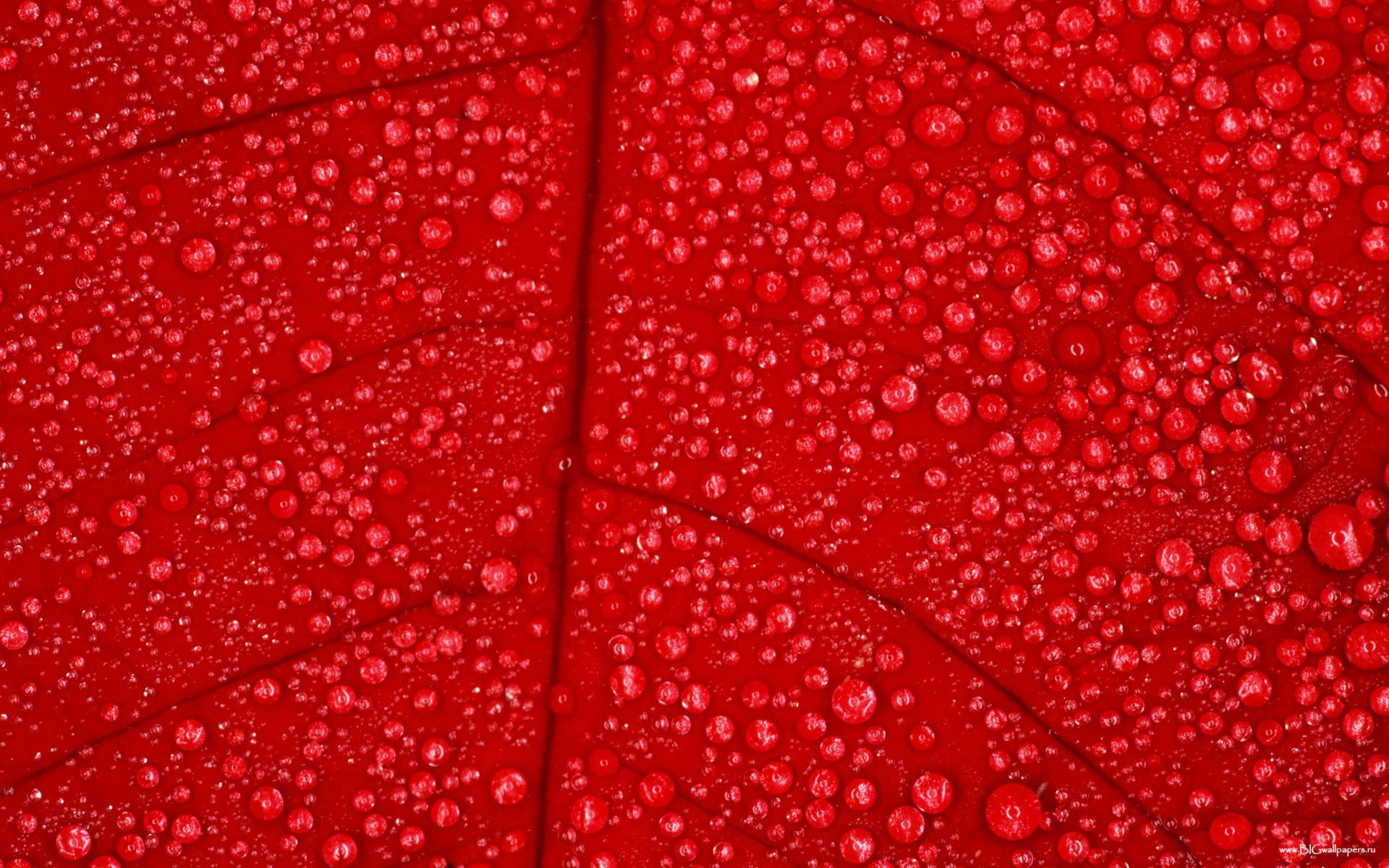 Gocce d'acqua, Foglia rossa, Macro, Rosso, Full HD, sfondo per PC e portatile