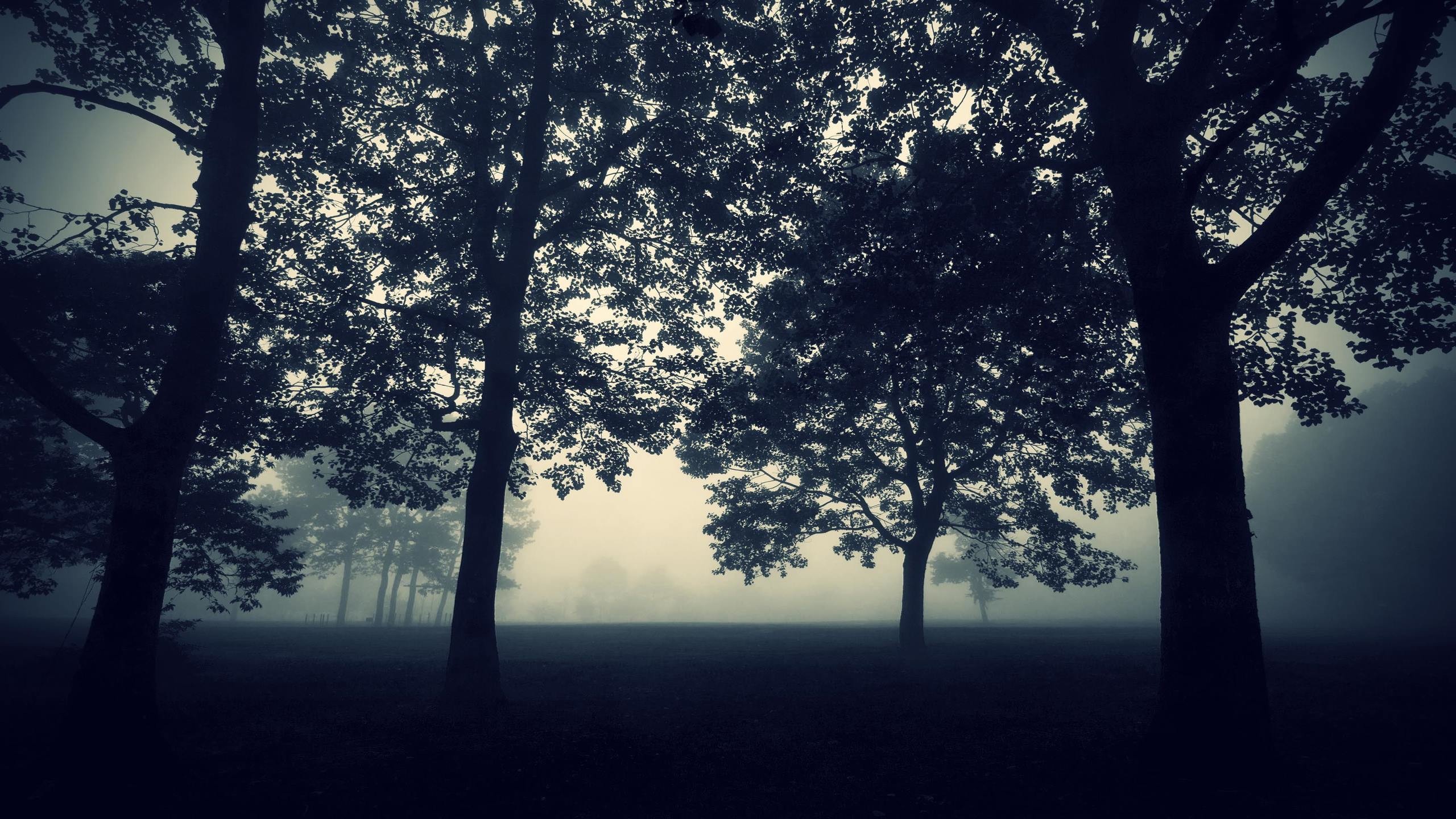 Alberi, Silhouette, Nebbia, Notte, 2K, wallpaper per portatile