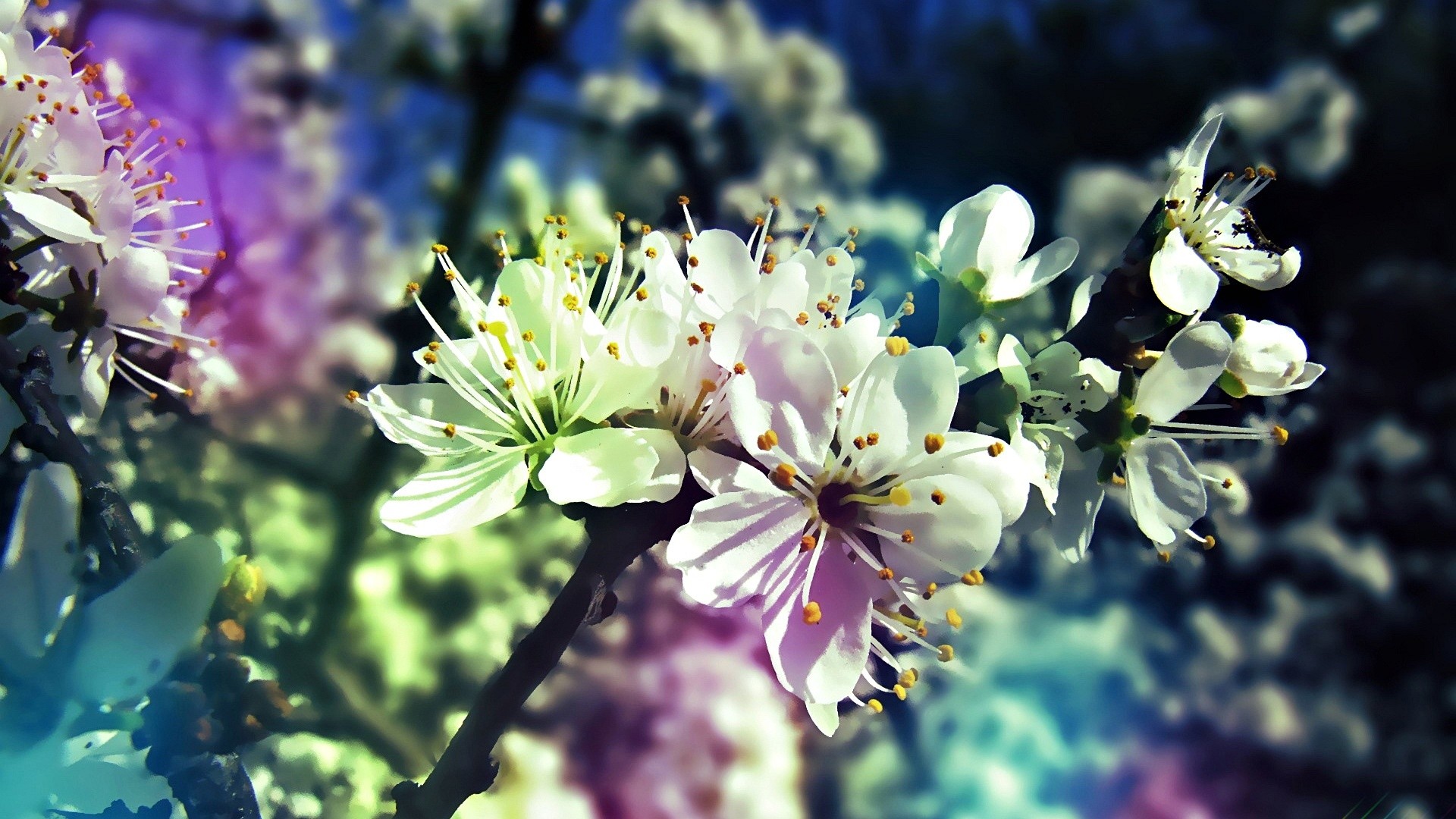 Fiori di ciliegio, Fiori bianchi, Ramo, Bokeh, Full HD 1080p, sfondo desktop