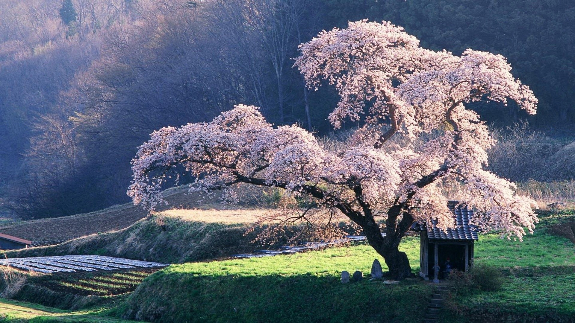 Ciliegio in fiore, Sakura, Giappone, Capanna, 1920x1080, wallpaper desktop