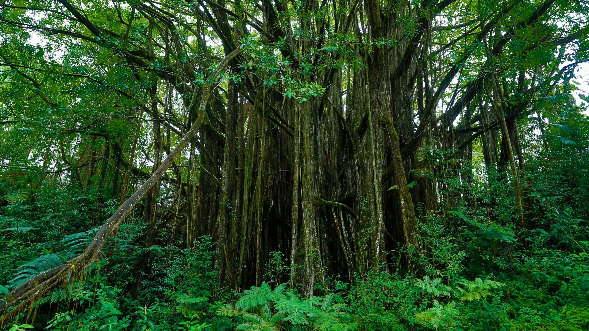 Banyan, Foresta tropicale, Radici aeree, Verde, 1920x1080, sfondo per PC