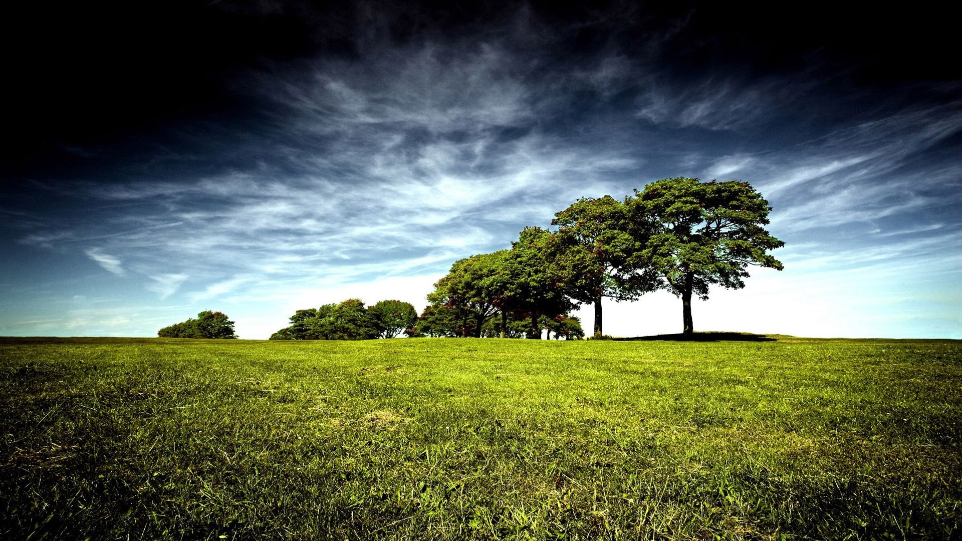 Gruppo di alberi, Prato, Cielo drammatico, HDR, 1920x1080, immagine di sfondo