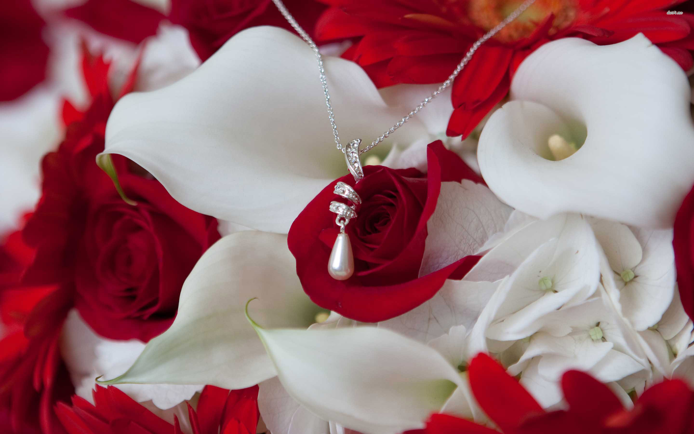 Rose rosse, Calle bianche, Collana, Pendente, Romantico, 2K, sfondo desktop