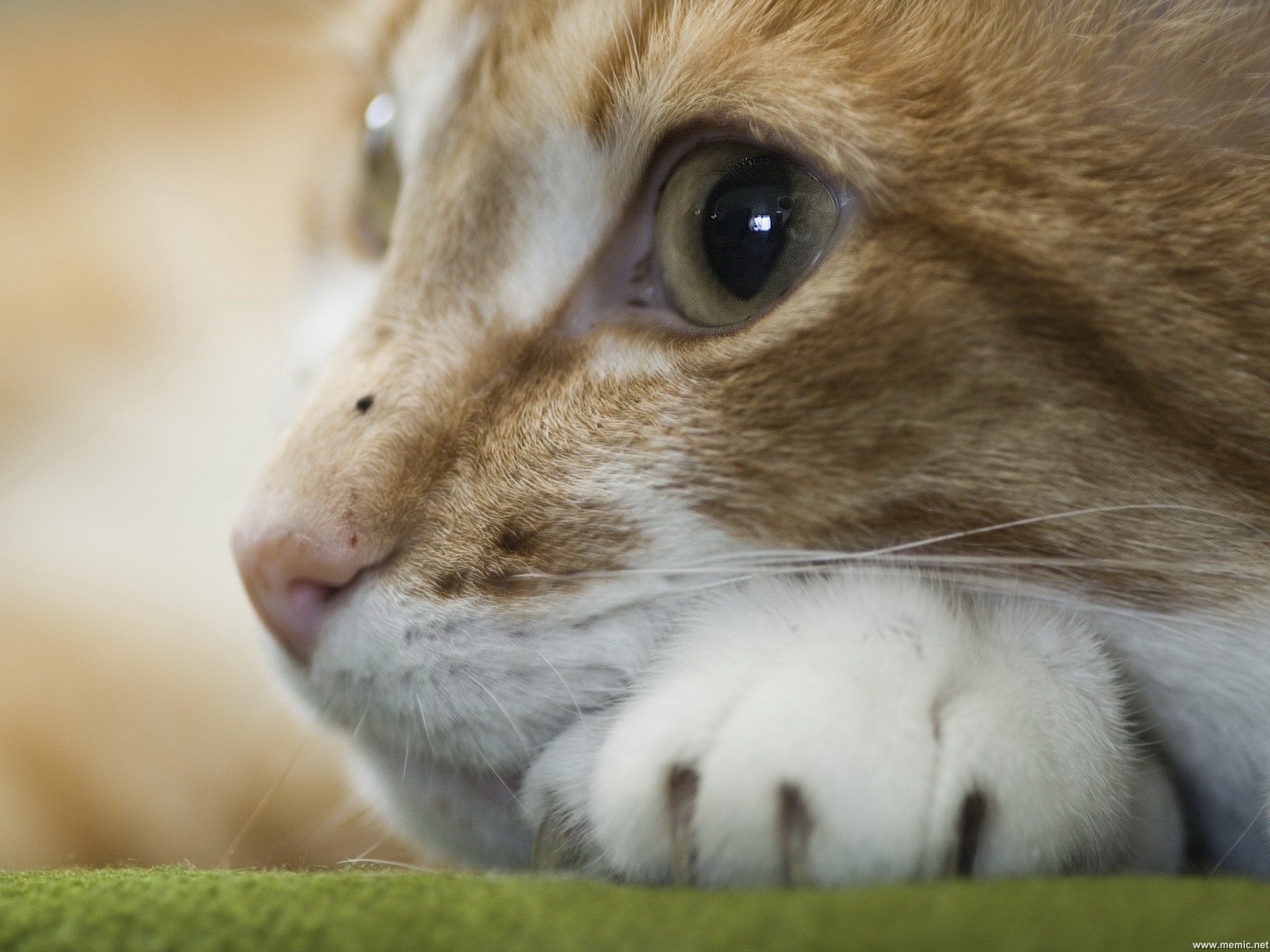 Gatto rosso, Zampa, Primo piano, sfondo per iPad e tablet