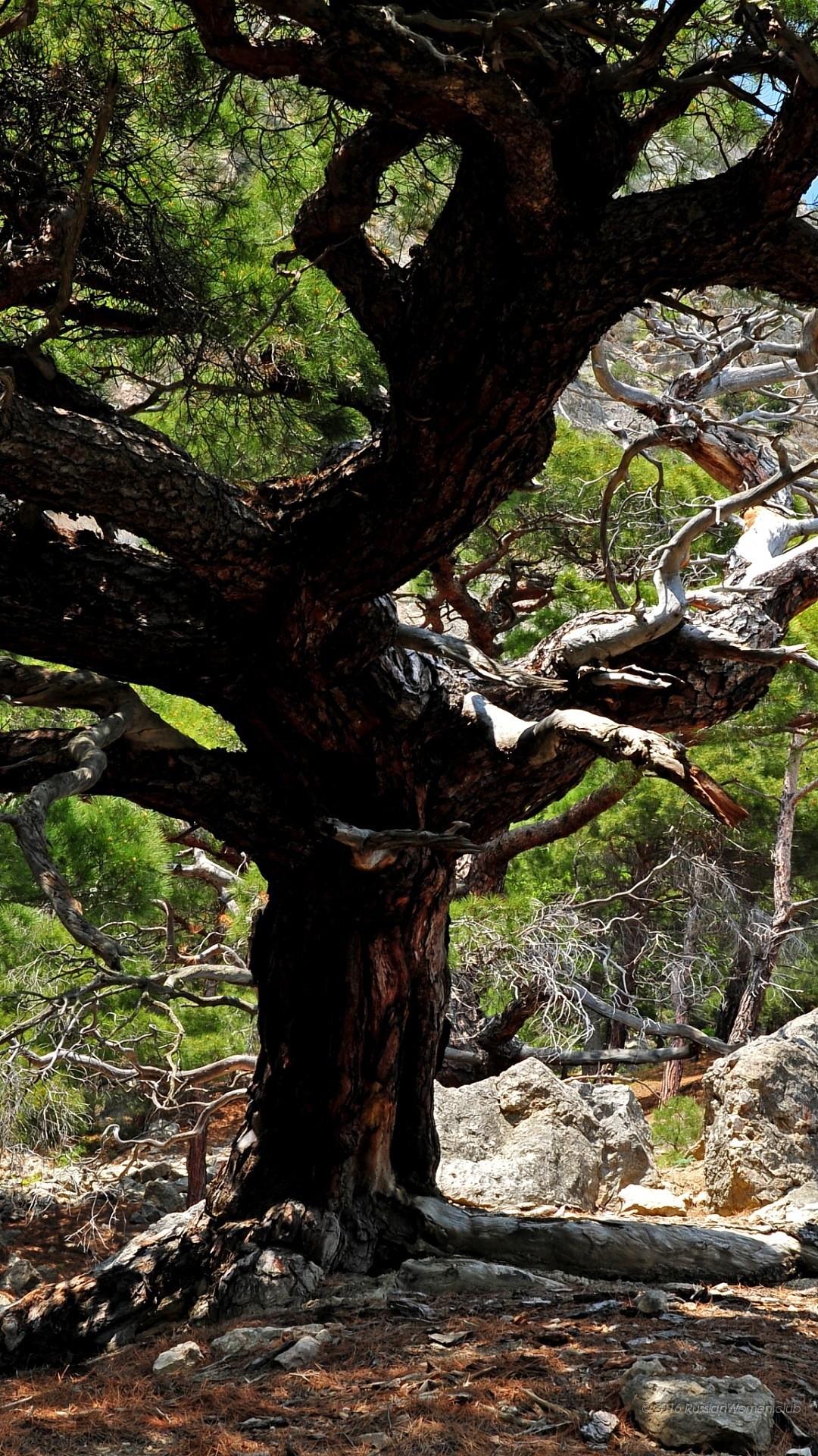 Albero antico, Tronco, Rocce, Natura, Full HD, sfondo per iPhone e Android