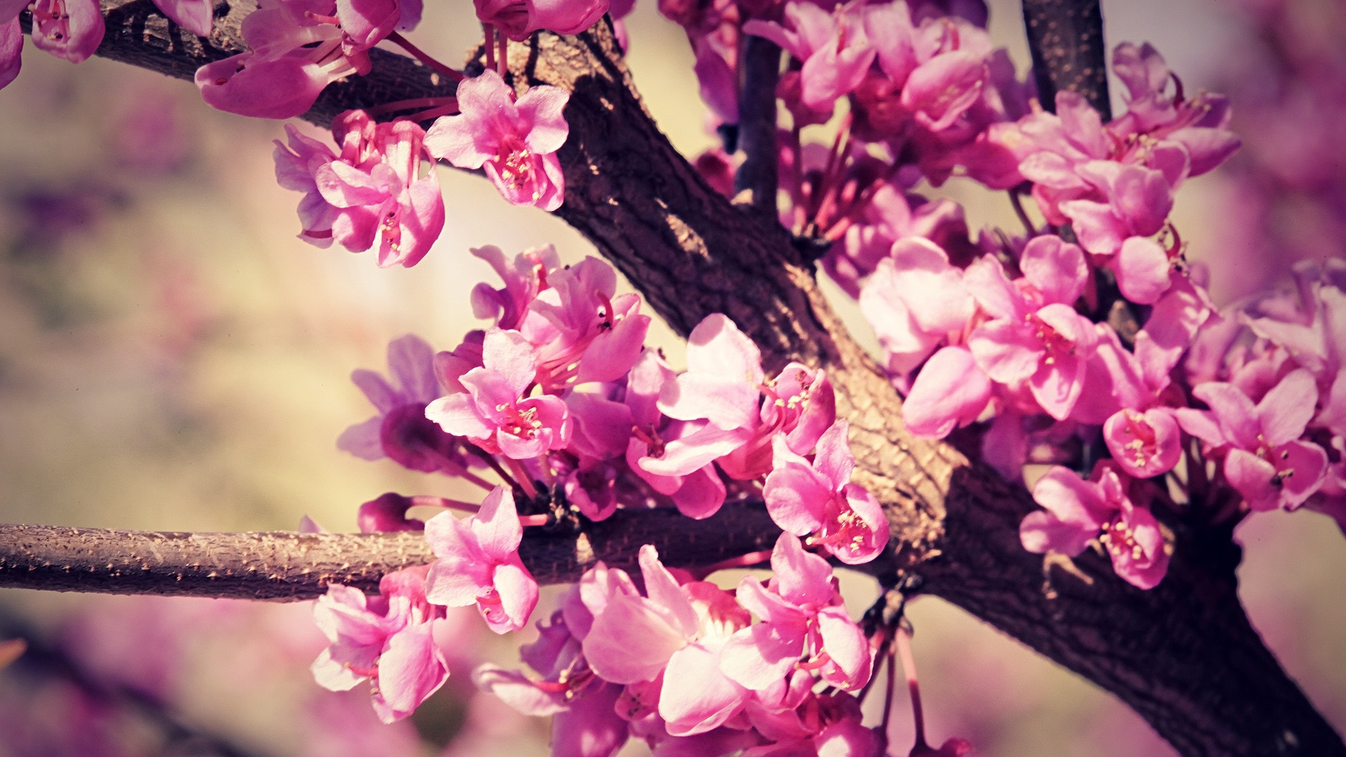 Fiori rosa, Albero da fiore, Primavera, Macro, Full HD, sfondo per PC e portatile