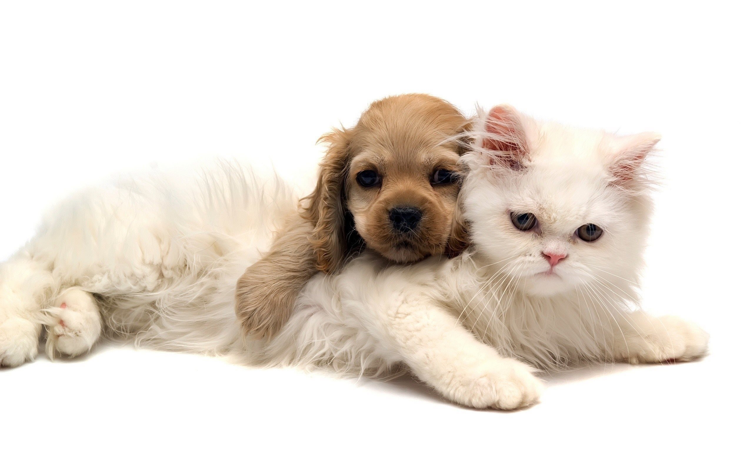 Cucciolo, Gattino, Cane e gatto, Amicizia, Abbraccio, Sfondo bianco, wallpaper Windows 11