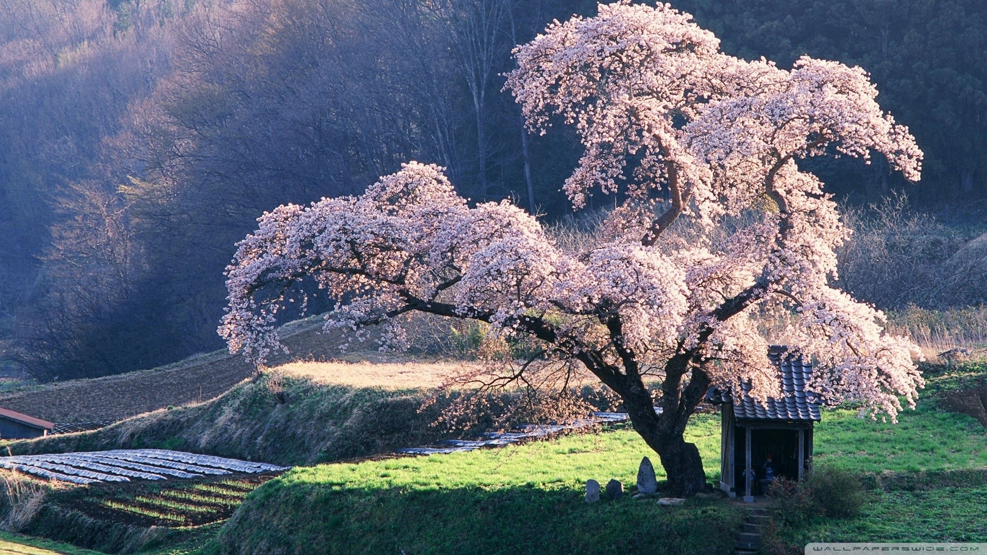 Ciliegio, Fioritura, Giappone, Primavera, Full HD, wallpaper per portatile
