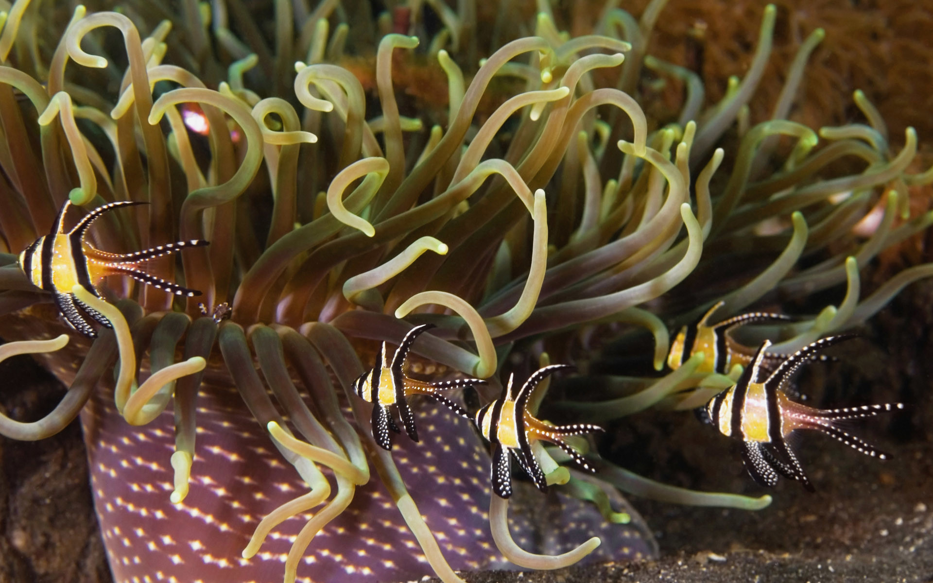 Pesce cardinale di Banggai, Anemone di mare, Fondale, Pesci tropicali, sfondo Full HD per portatile
