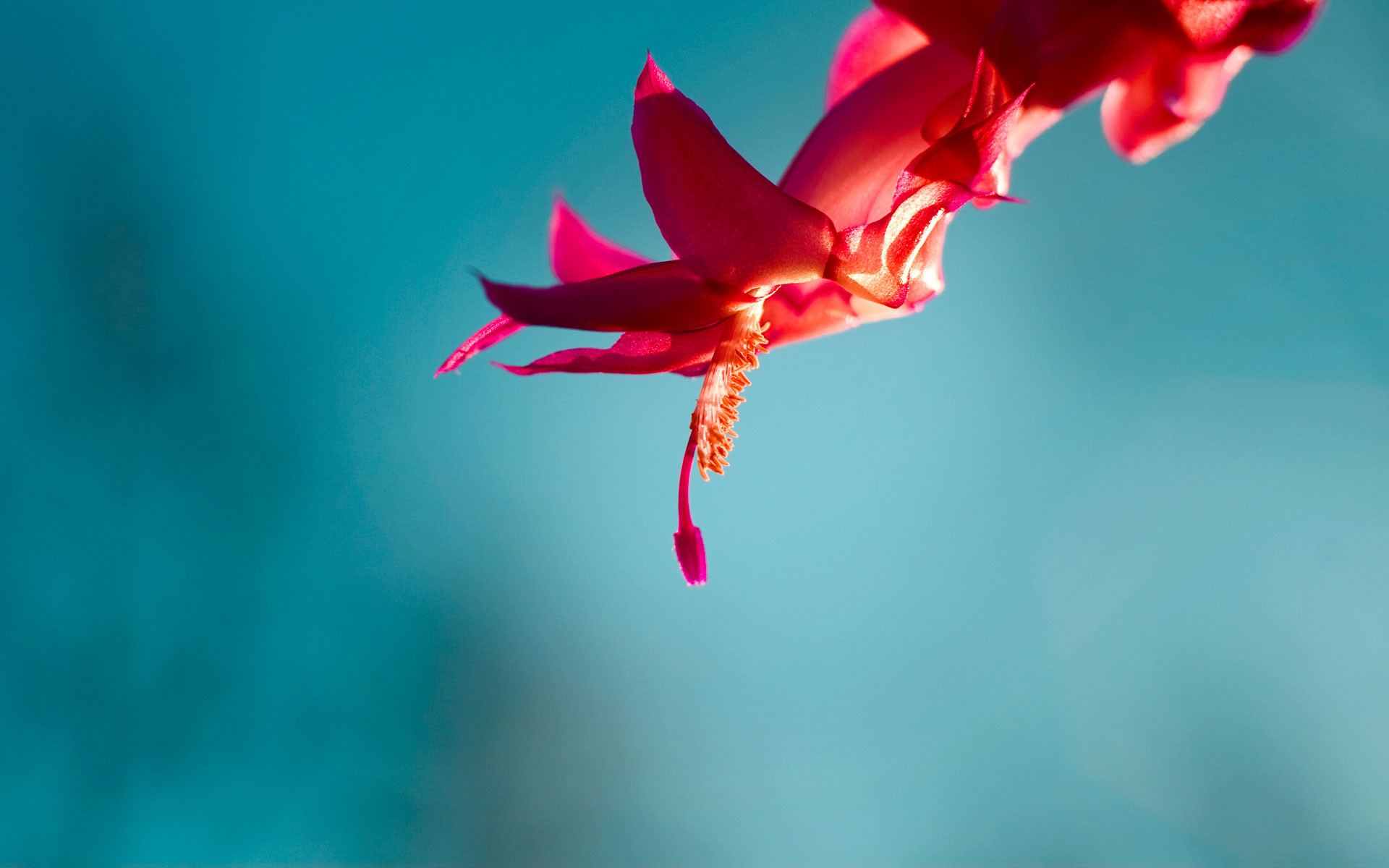 Fiore rosso, Azzurro, Macro, sfondo desktop Windows