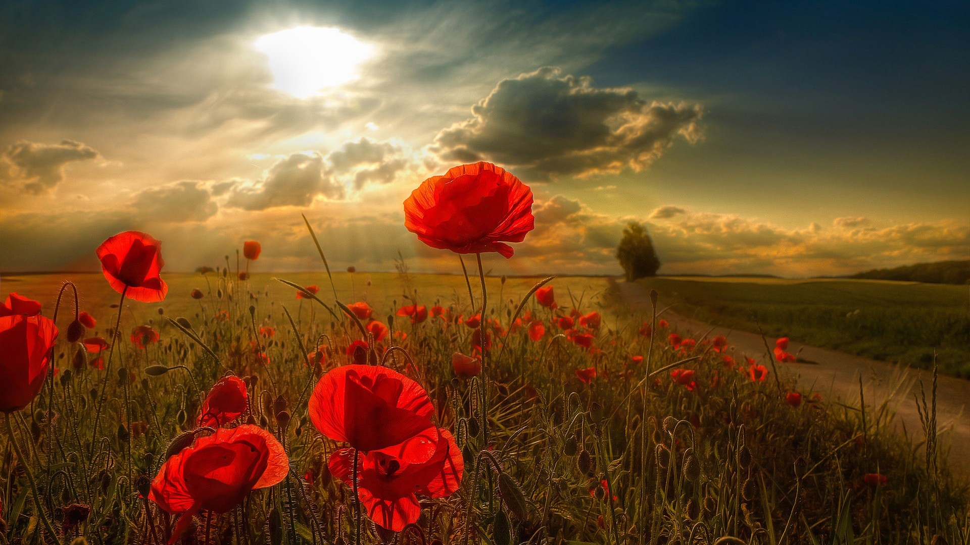 Papaveri, Campo, Tramonto, Nuvole, Full HD, wallpaper per PC