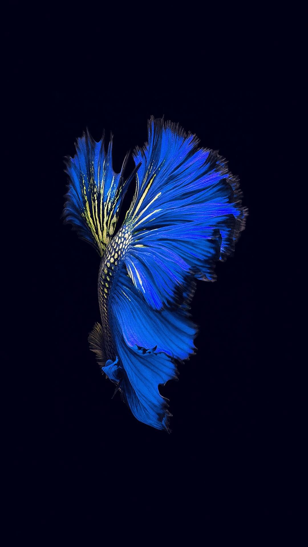 Pesce combattente, Betta, Blu, Sfondo nero, schermata Home iOS 9