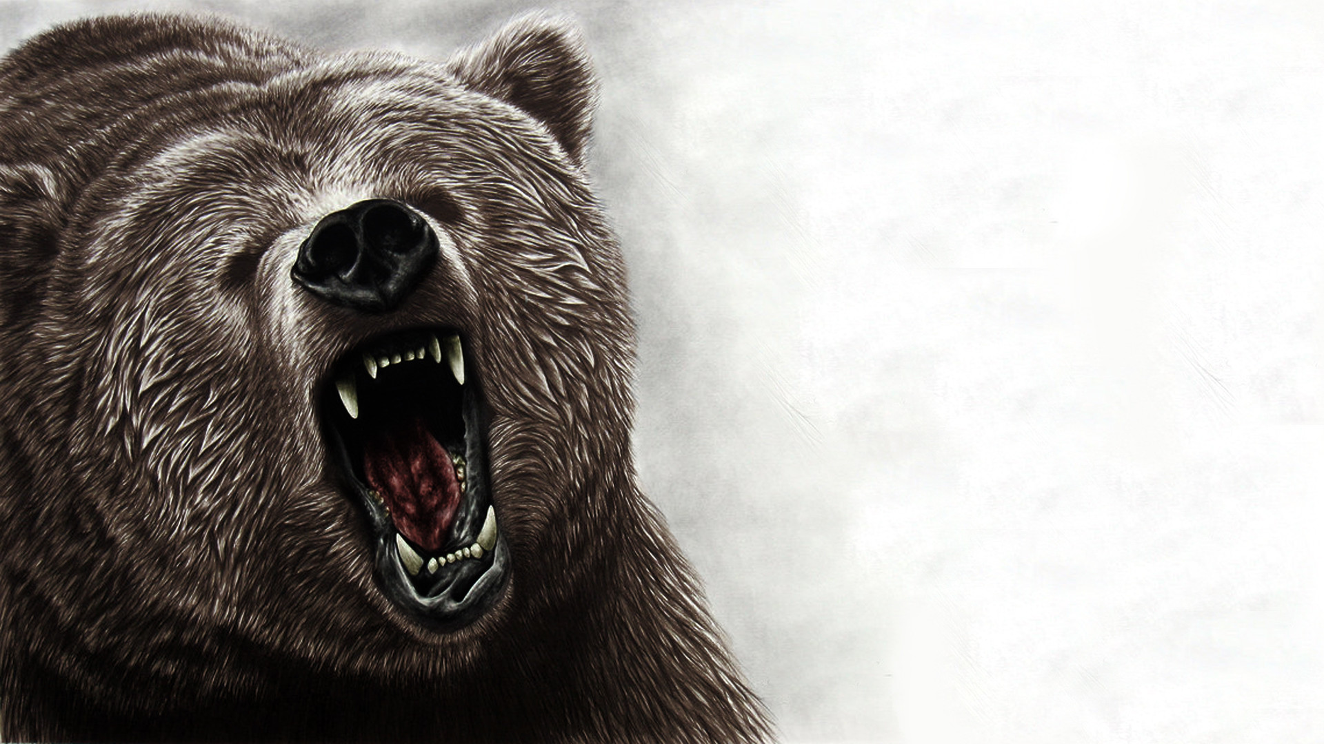 Orso, Ruggito, Zanne, Disegno, 16:9 Full HD, sfondo widescreen