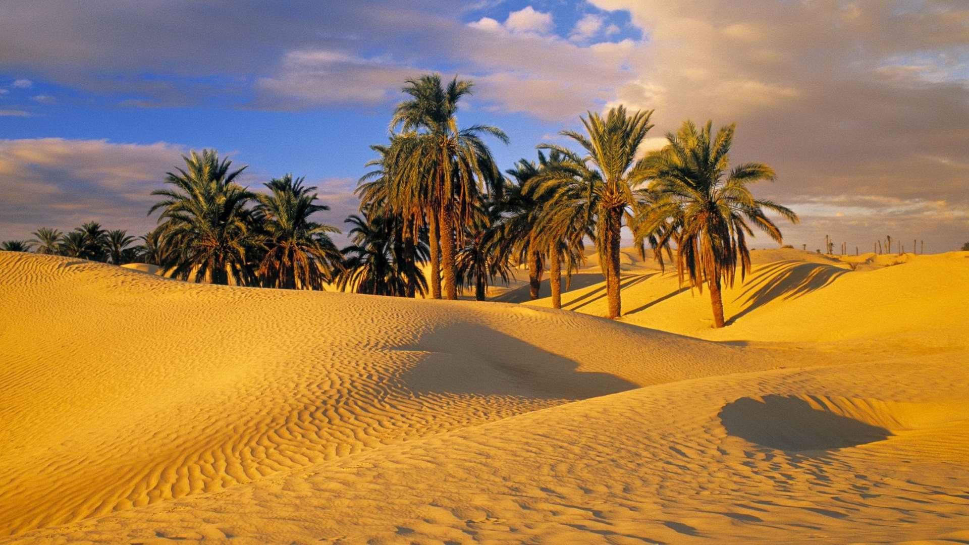 Oasi, Palme, Dune di sabbia, Tramonto, Full HD 1080p, sfondo desktop