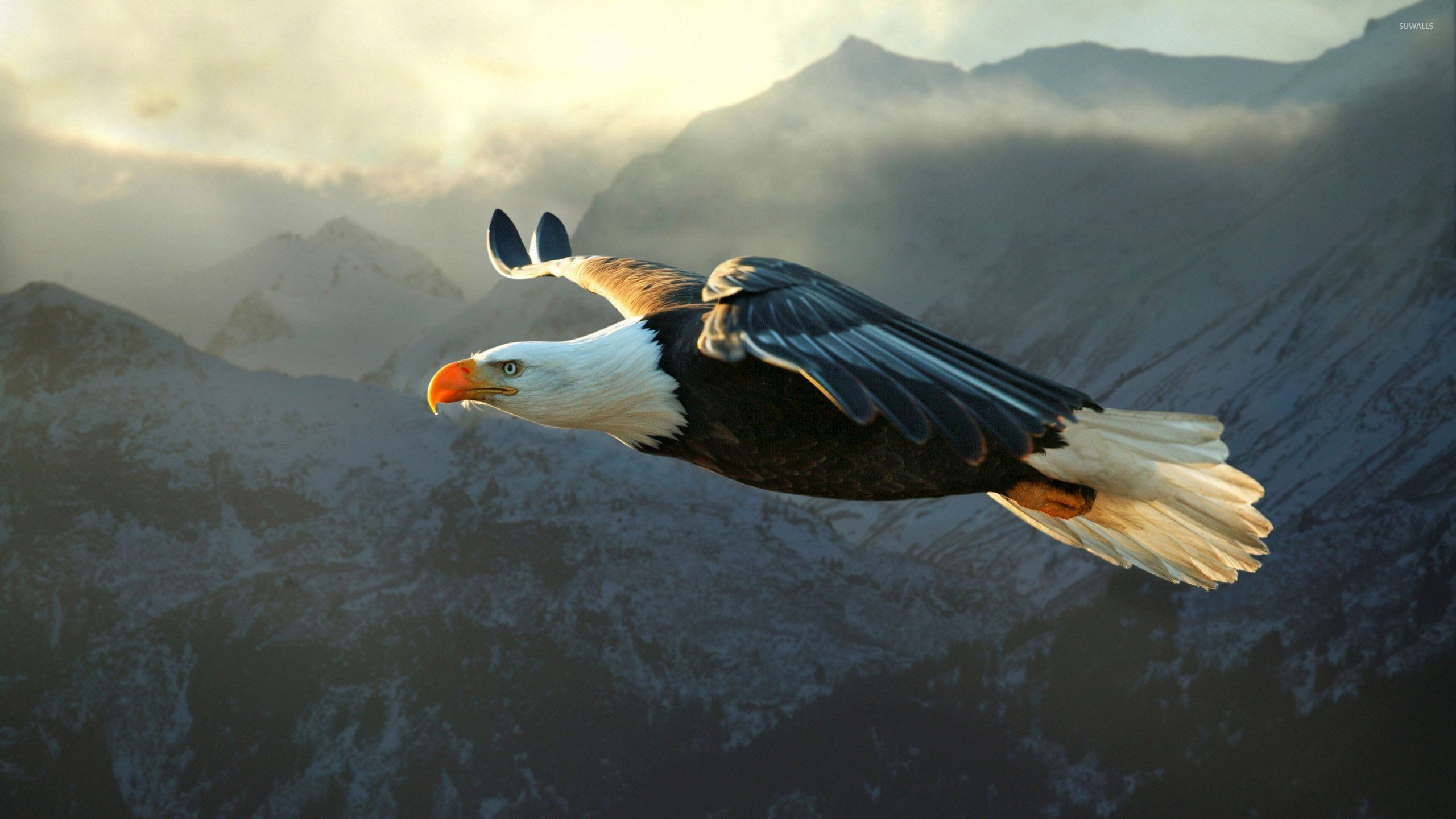 Aquila calva, In volo, Montagne, 16:9 2K, sfondo widescreen
