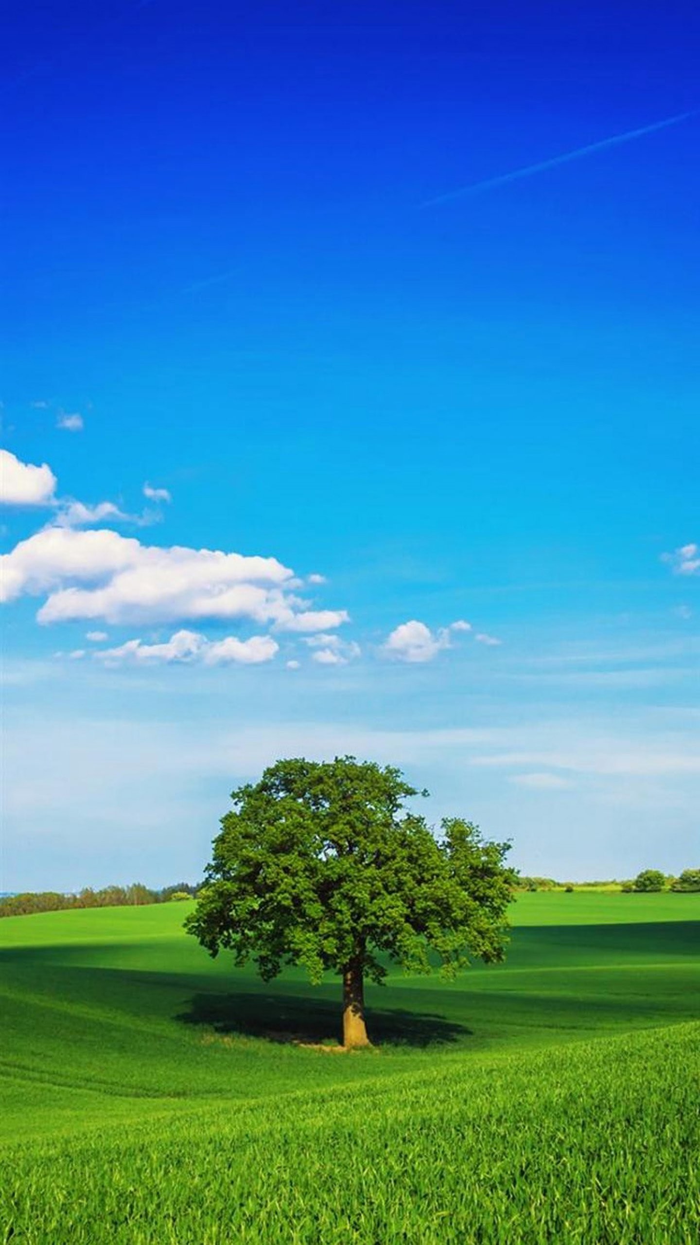 Albero solitario, Prato verde, Cielo azzurro, Nuvole, QHD+, wallpaper per smartphone