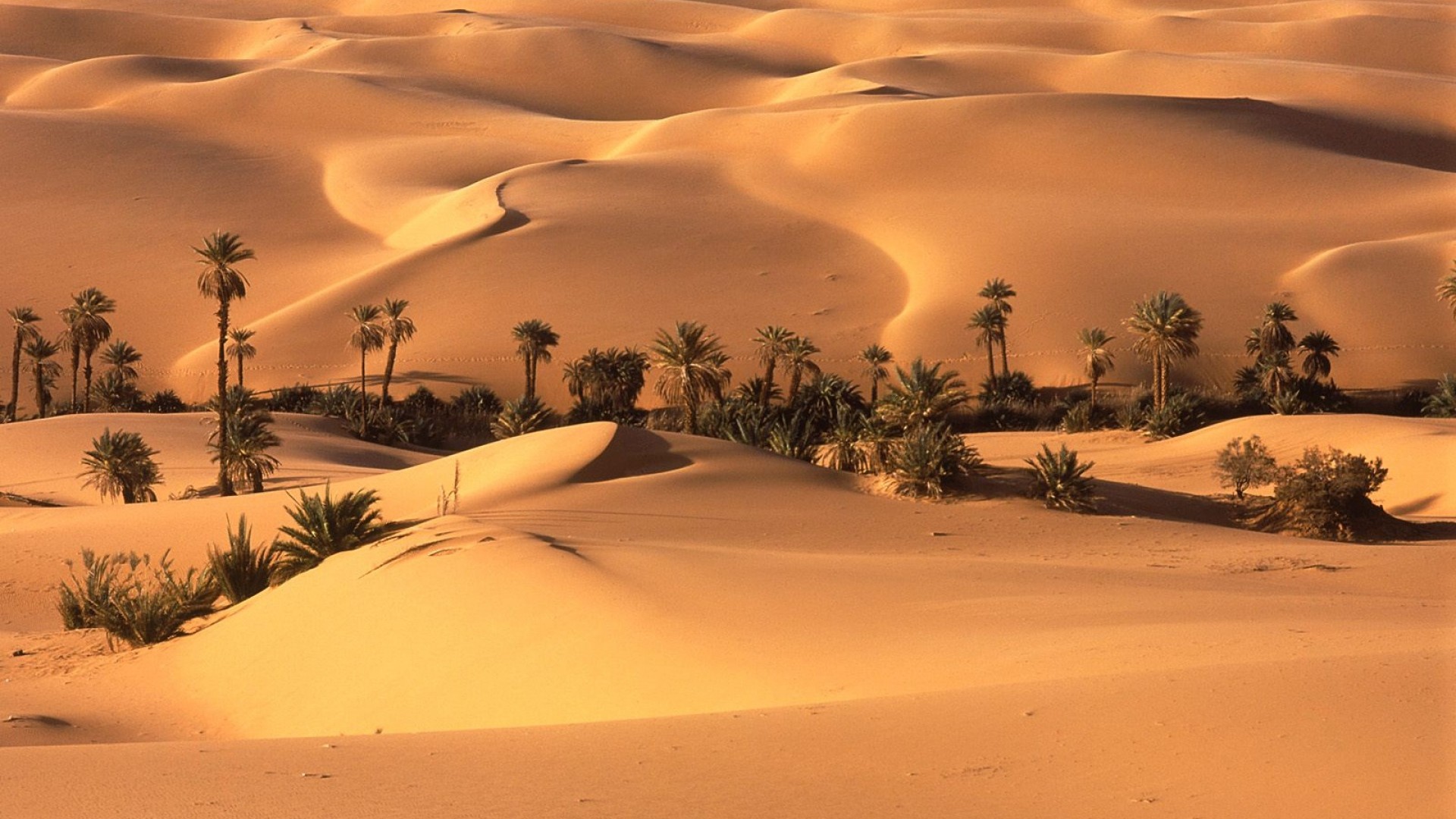 Oasi, Palme, Dune di sabbia, Sahara, Full HD, sfondo per PC e portatile