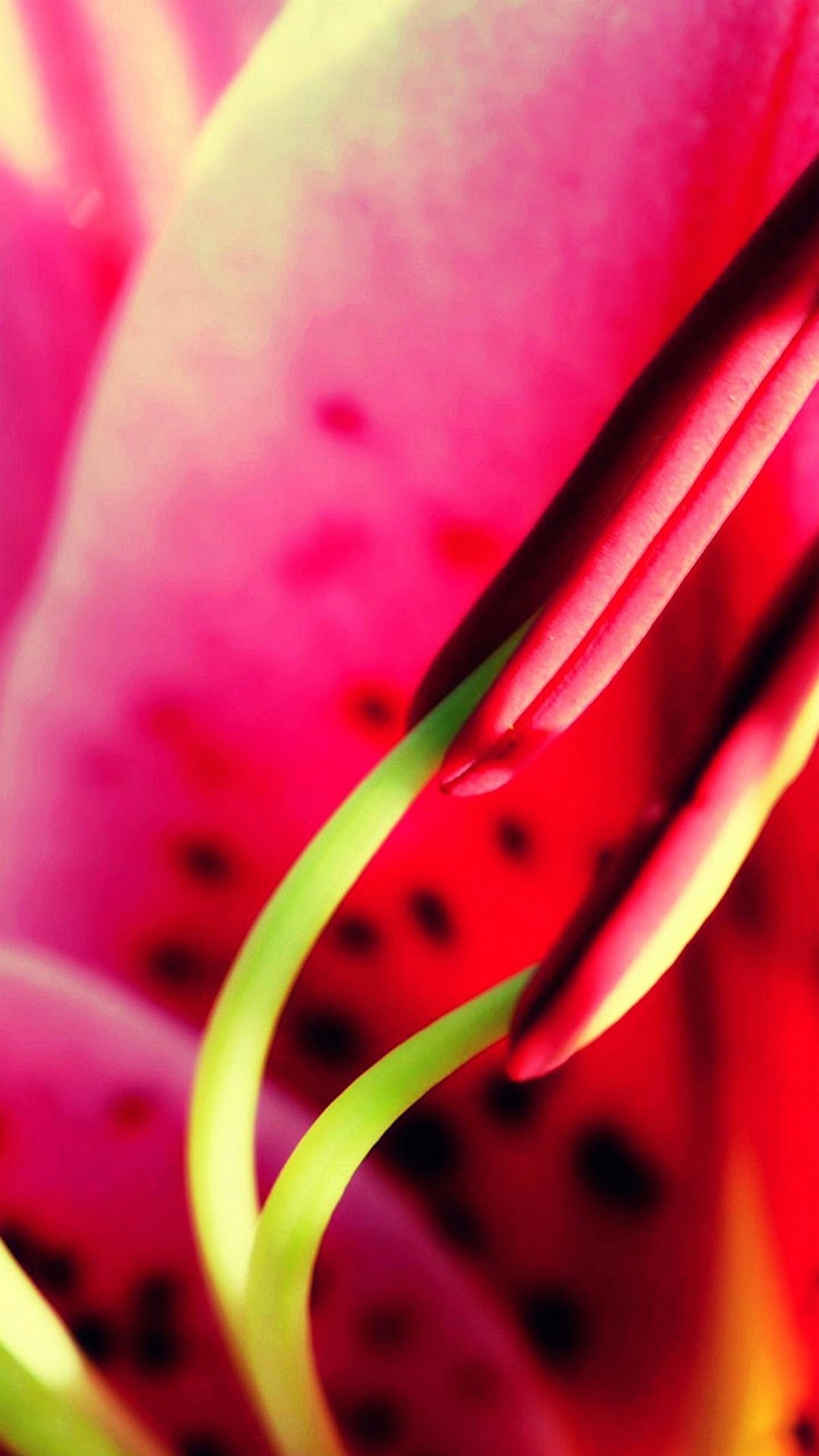 Giglio, Petali rosa, Macro, wallpaper LG G4