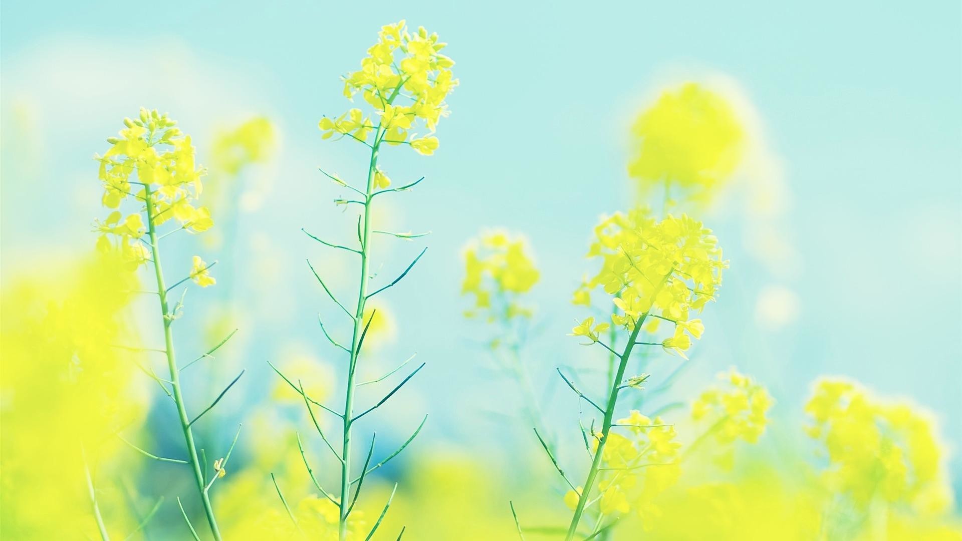 Colza, Fiori gialli, Primavera, Sfocato, 1920x1080, sfondo per PC